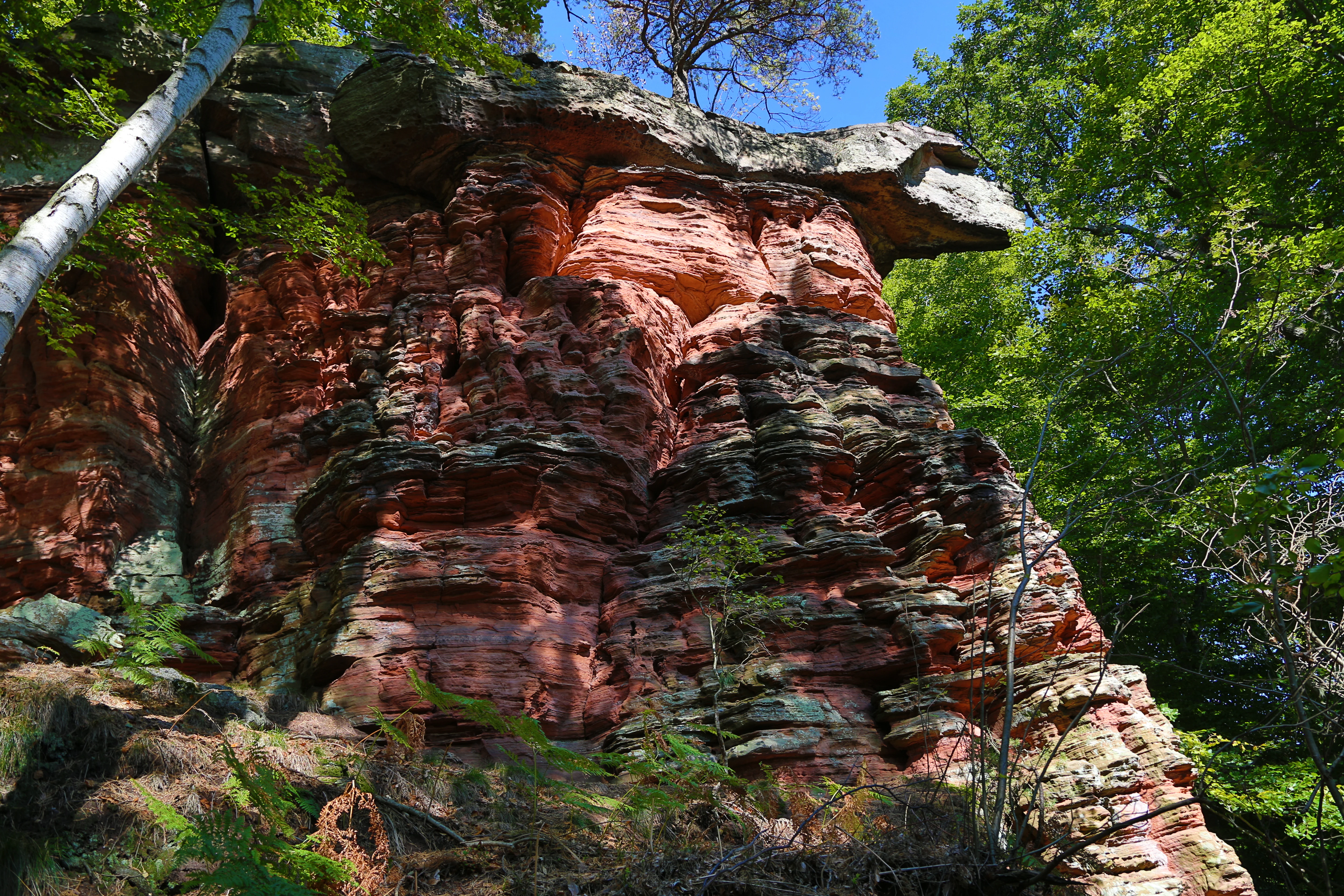 A close view of a tall, weathered red sandstone cliff face surrounded by dense green forest foliage under a clear blue sky.