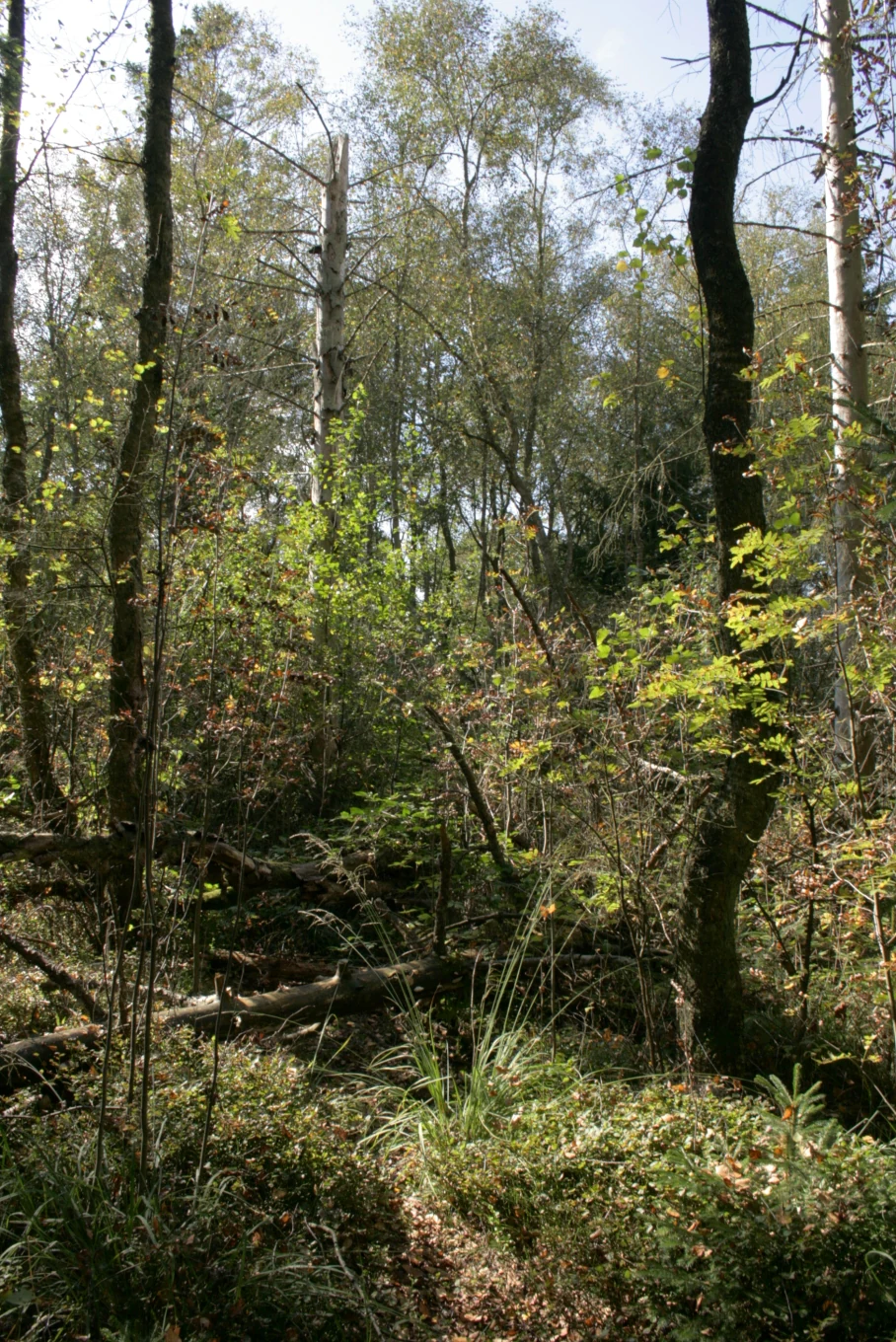 A dense, natural forest scene with sunlight filtering through thin tree trunks, featuring mossy fallen logs and lush undergrowth.