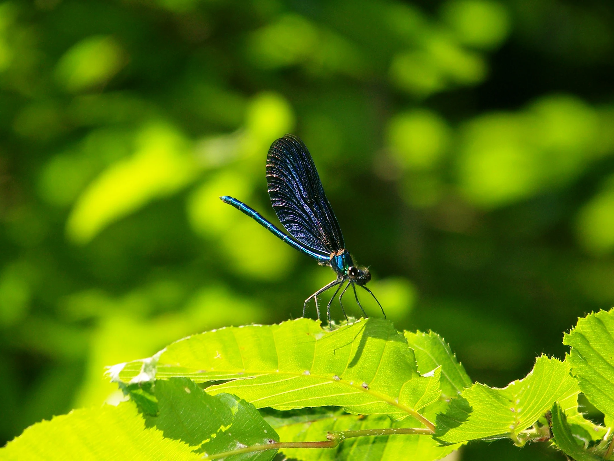 Dragonfly in Drawienski National Park