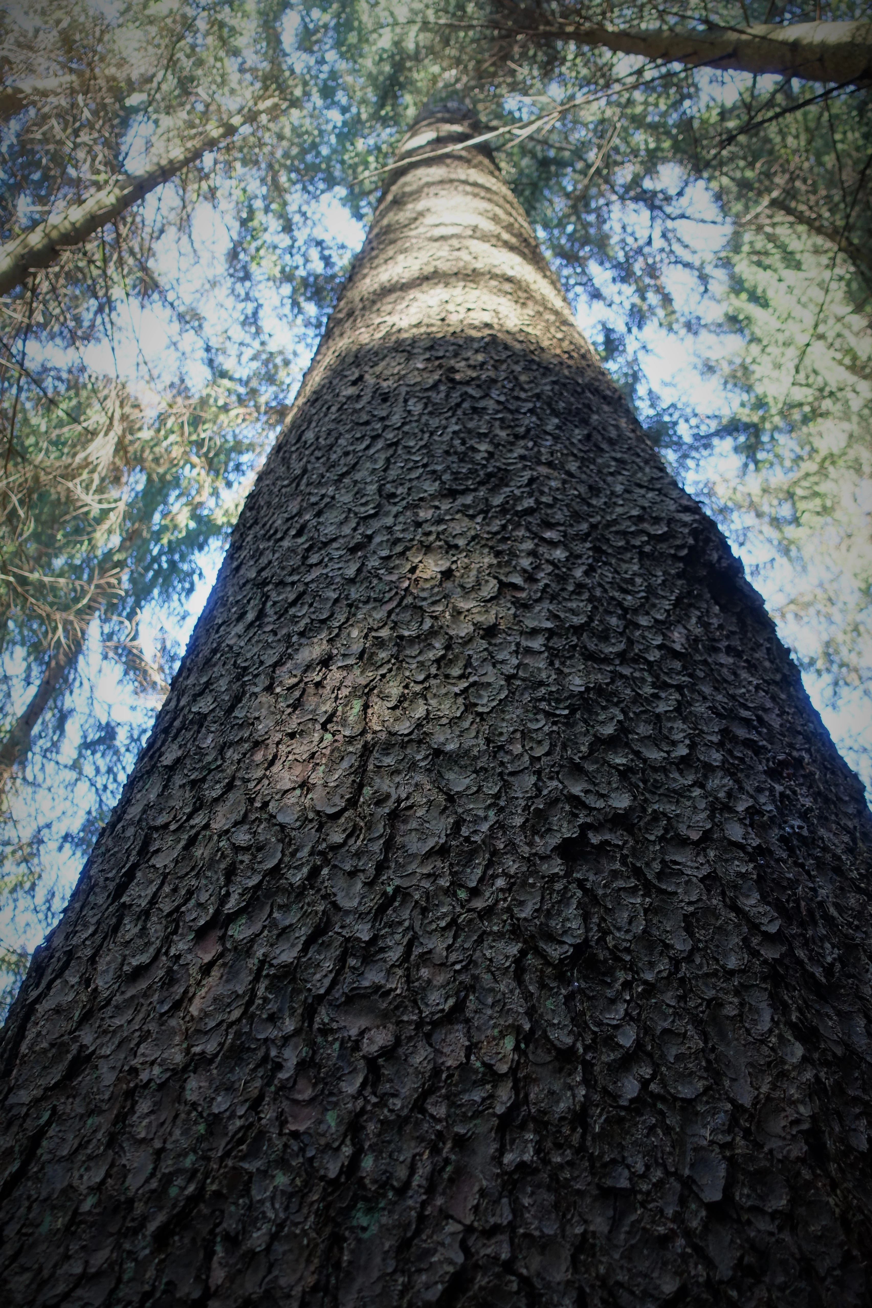Looking directly up the thick, textured trunk of a tall spruce tree towards the canopy in a forest setting.