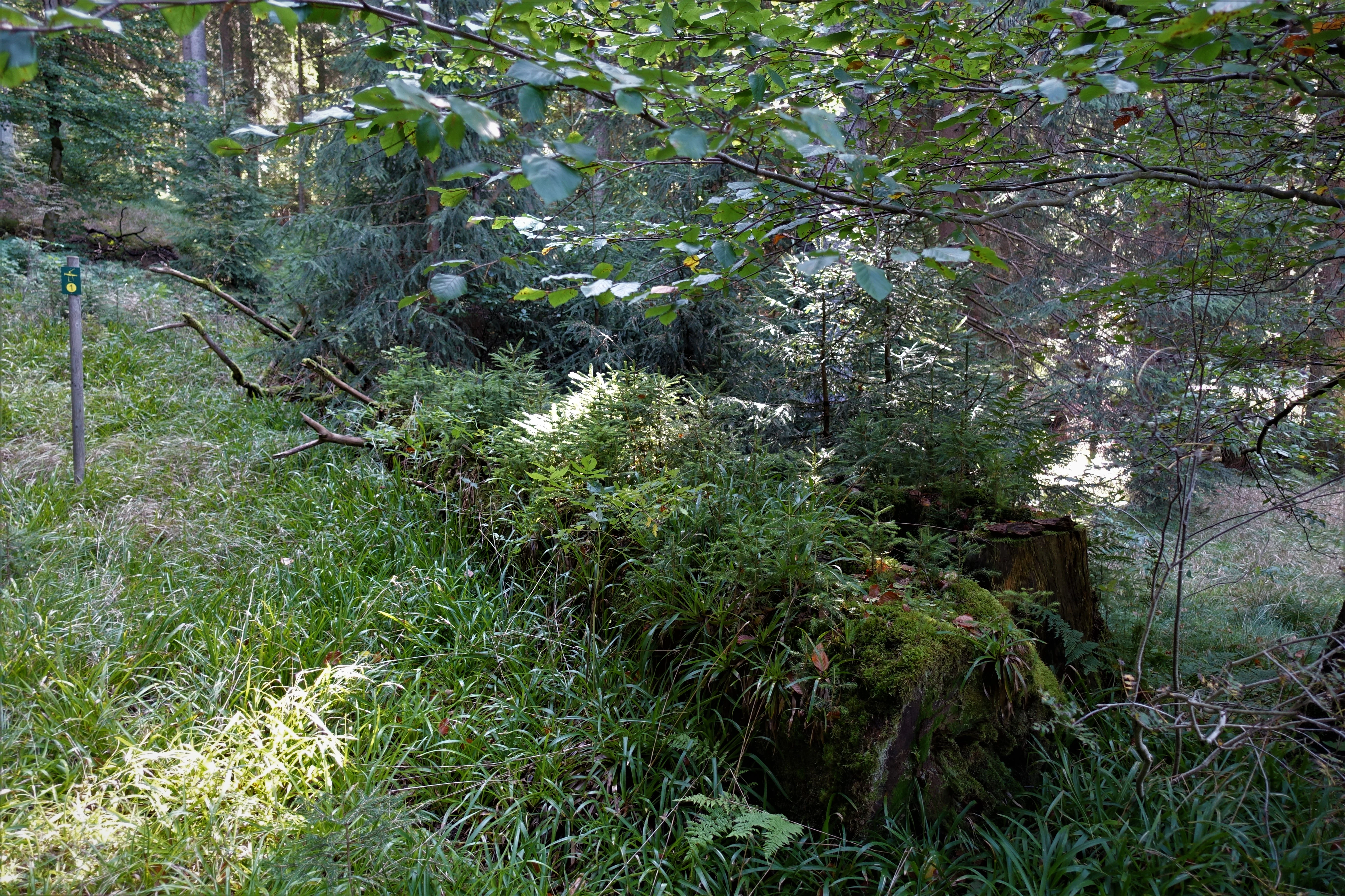 A large fallen tree trunk decaying on the forest floor, covered in moss and ferns, surrounded by lush green vegetation in a dense spruce forest.