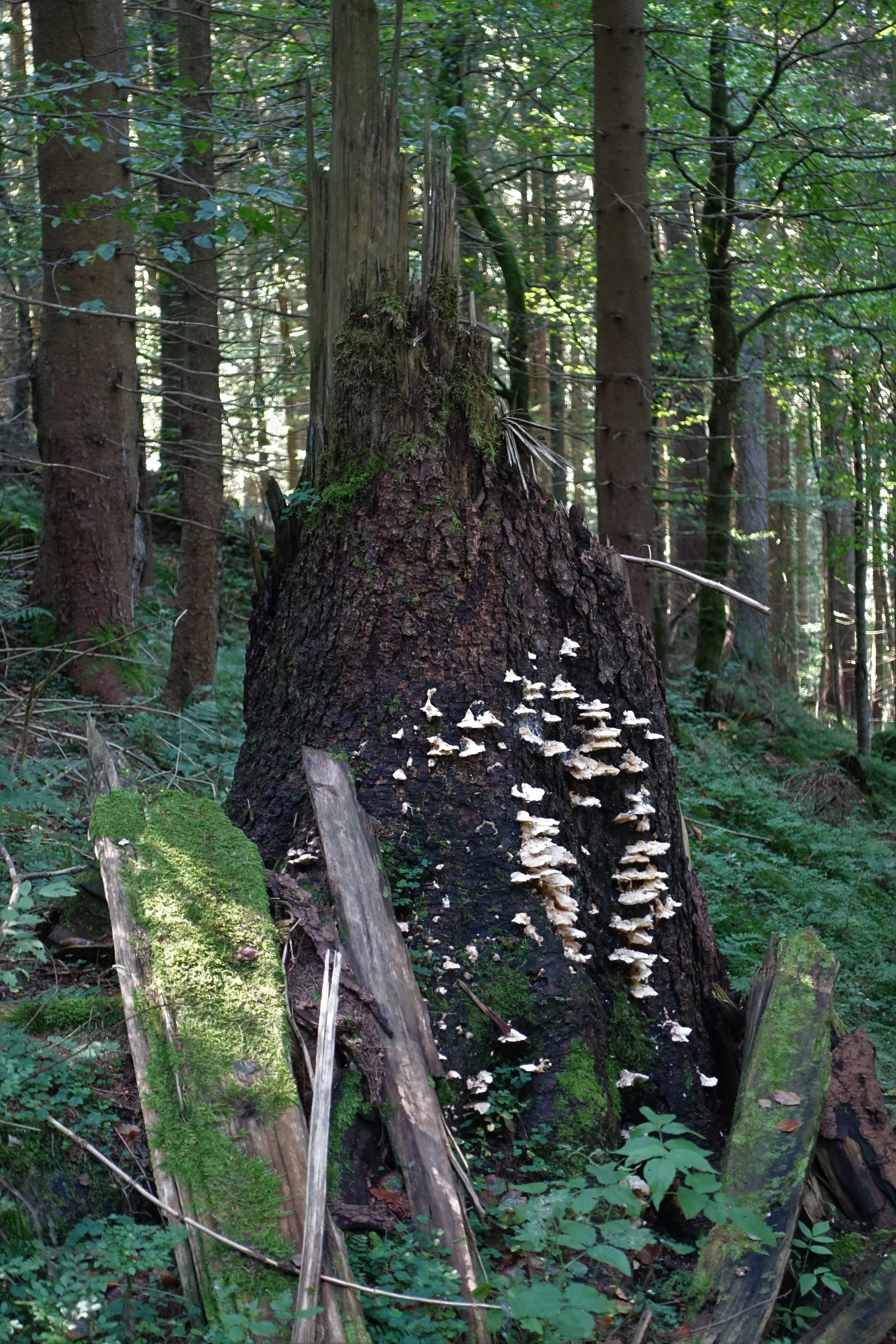 A large broken tree stump in a dense forest, covered in white shelf fungi and surrounded by mossy logs.