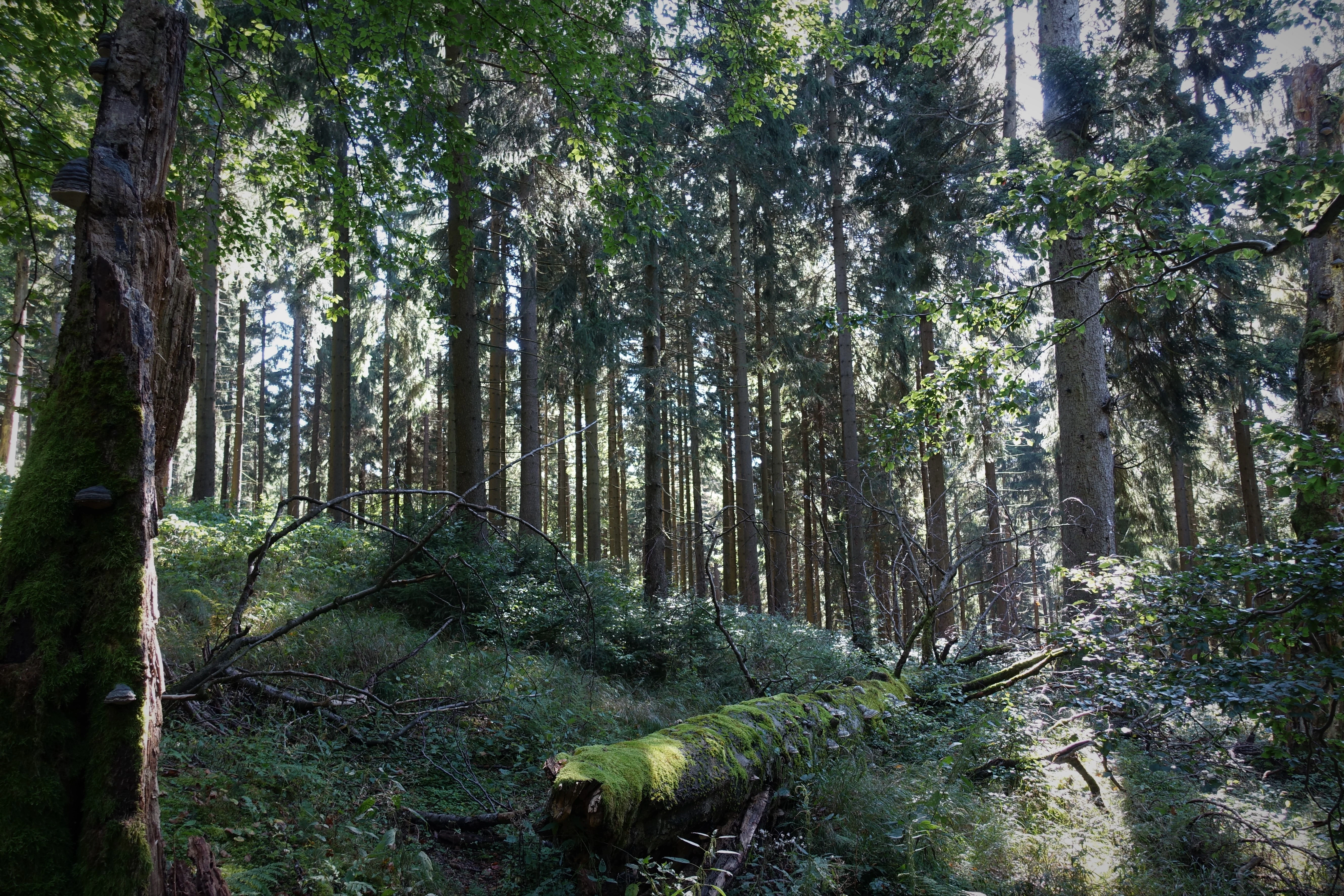 A dense spruce forest with tall, slender tree trunks and a moss-covered log lying on the forest floor in the foreground.