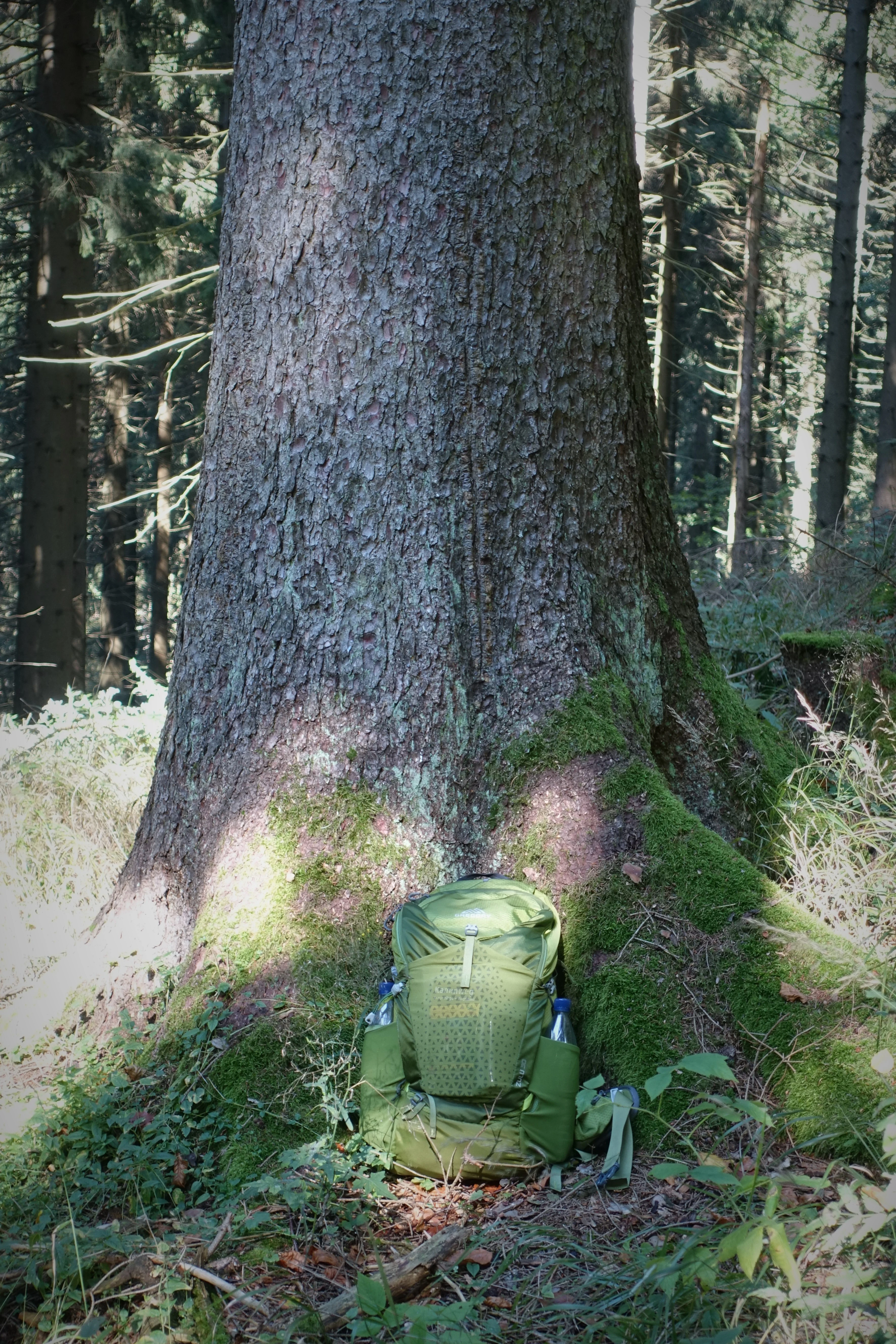 A large, mature spruce tree trunk with thick, textured bark, covered in moss at its base, with a green hiking backpack sitting in front of it in a forest.
