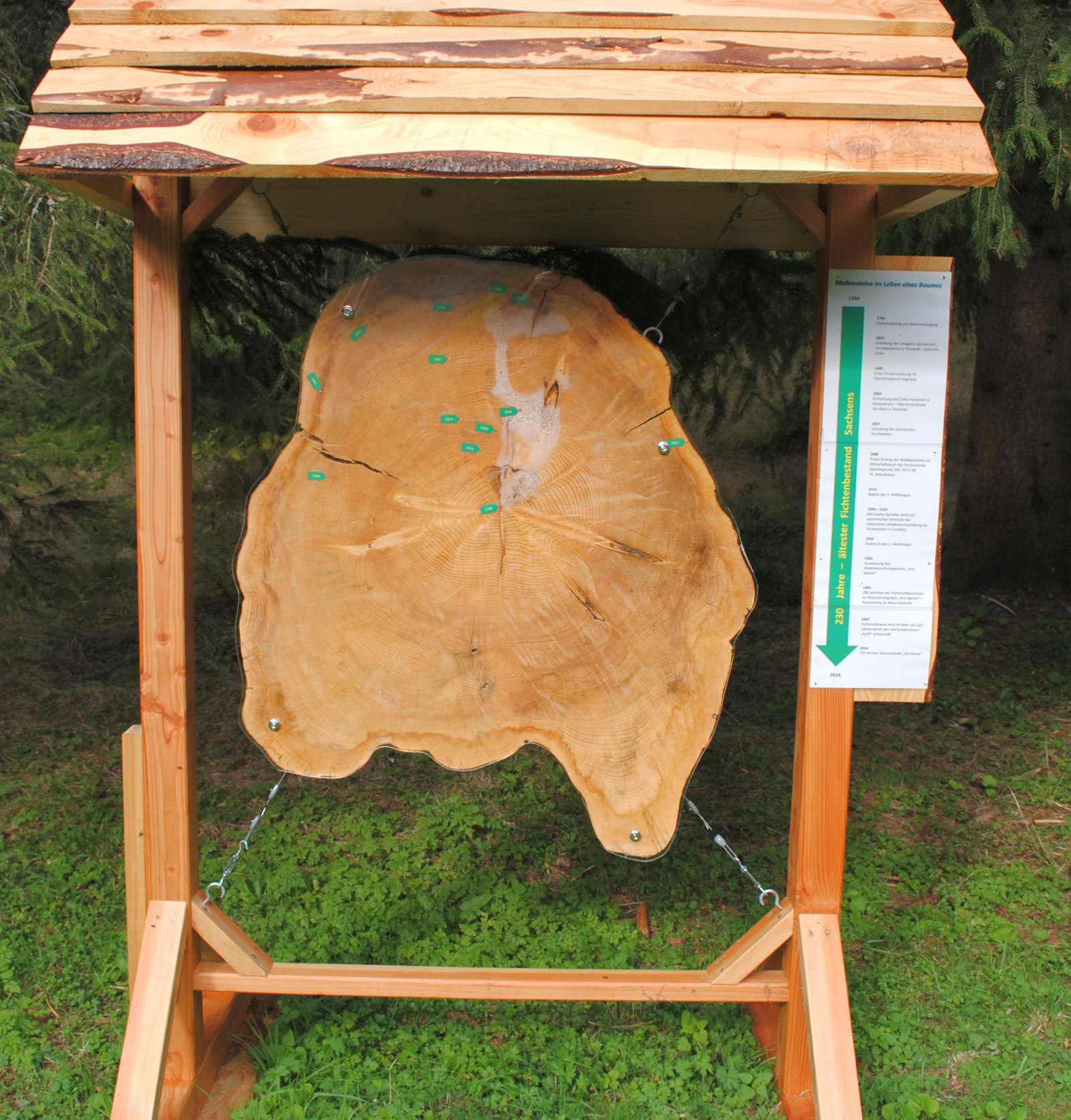 A large wooden cross-section of a tree trunk suspended within a wooden frame shelter, with an informational sign attached to the right side.
