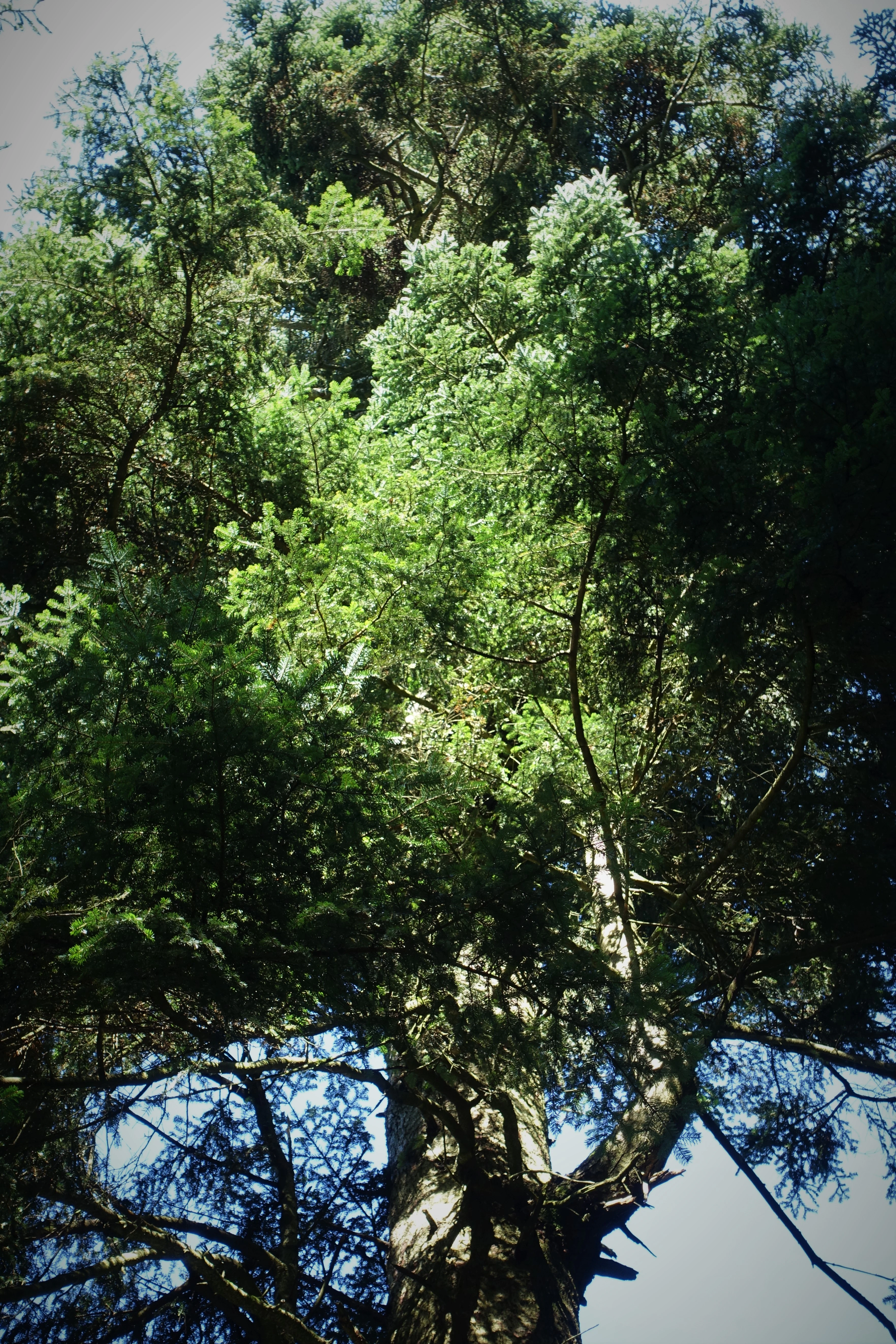 A low-angle view looking up into the canopy of a large, mature silver fir tree.