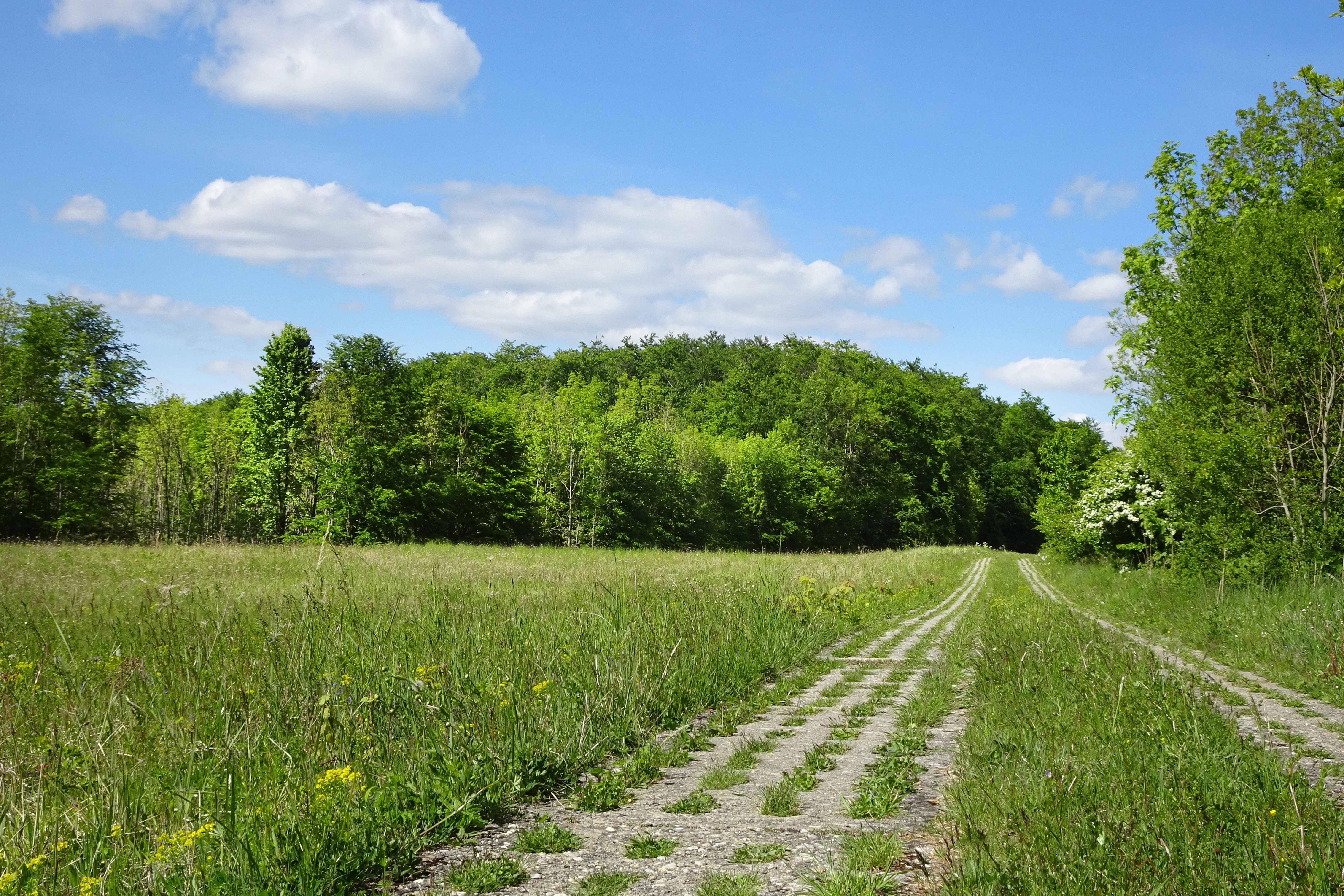 A green meadow with a historic concrete border patrol track running through it, leading toward a dense deciduous forest under a blue sky.