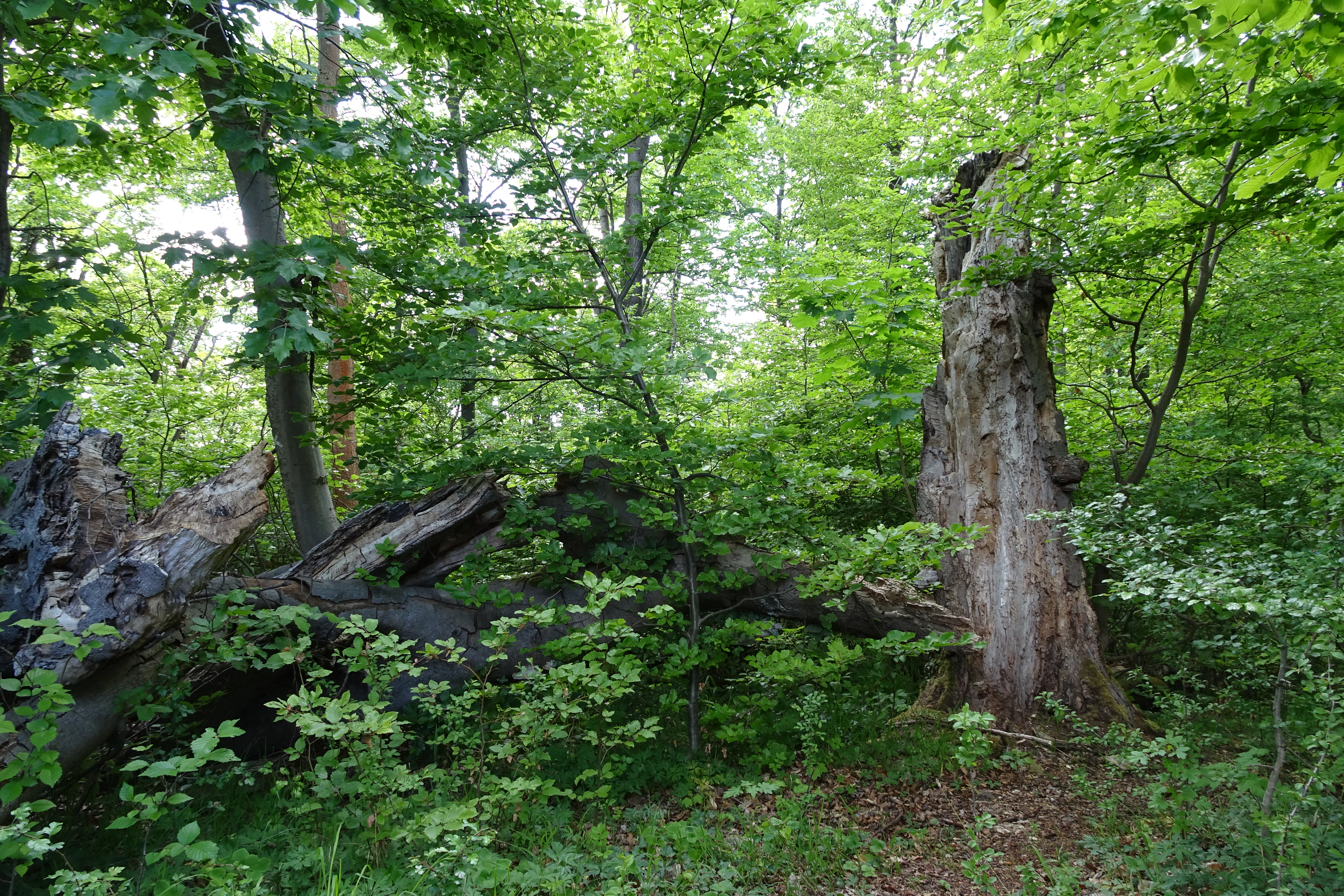 A dense forest scene featuring a large, weathered, fallen tree trunk in the foreground and tall, lush green beech trees in the background.