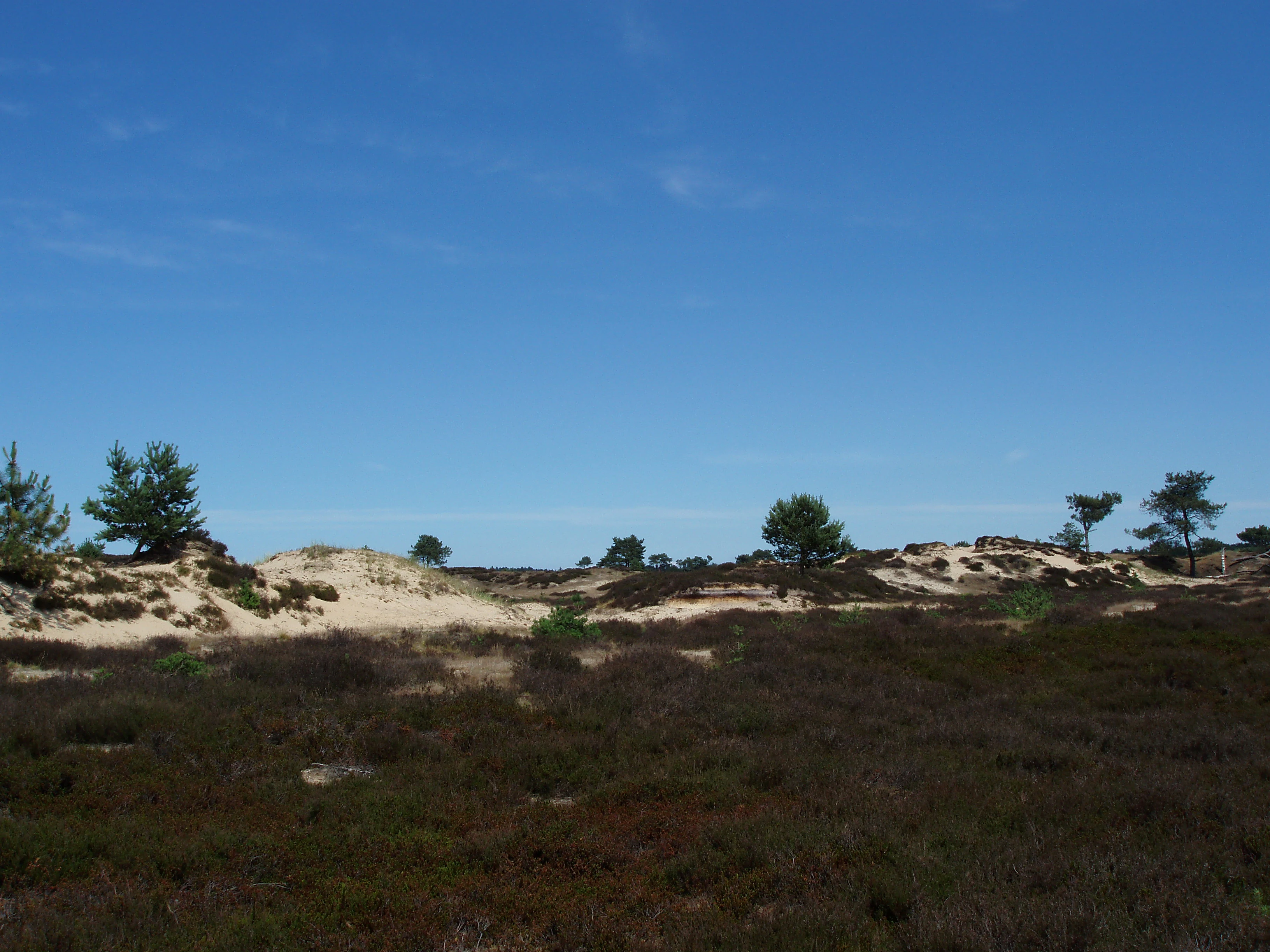 Sand dunes, heathland vegetation, scattered trees, and blue sky in Drents-Friese Wold National Park.