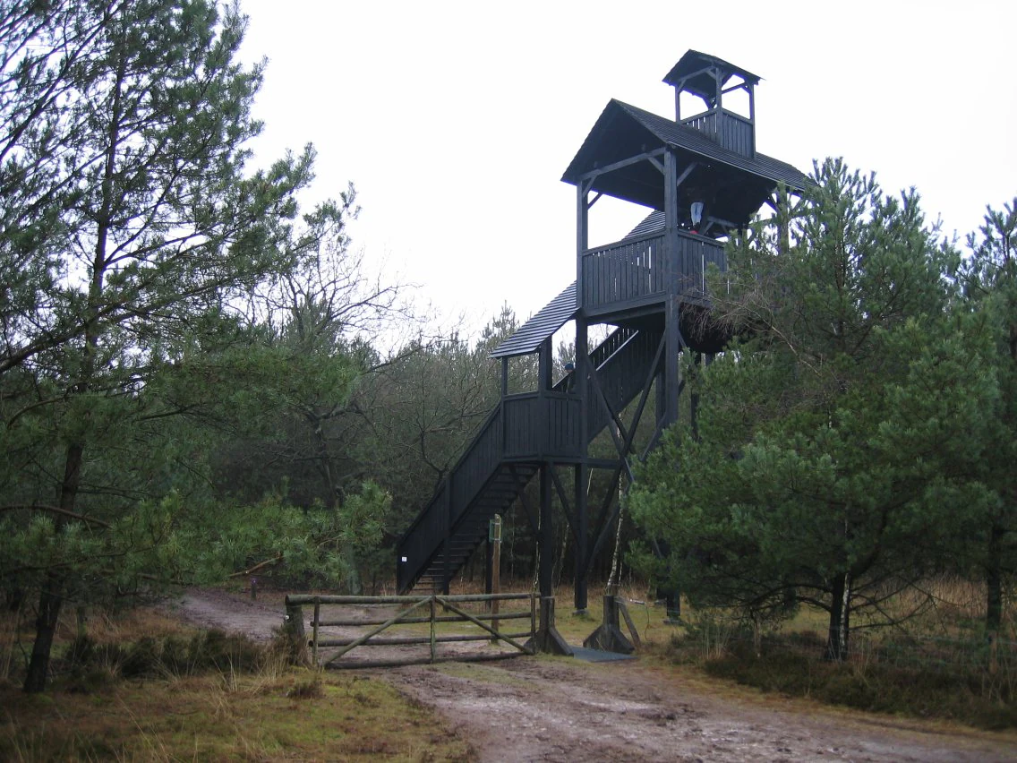 Wooden observation tower with staircase and viewing platform surrounded by forest