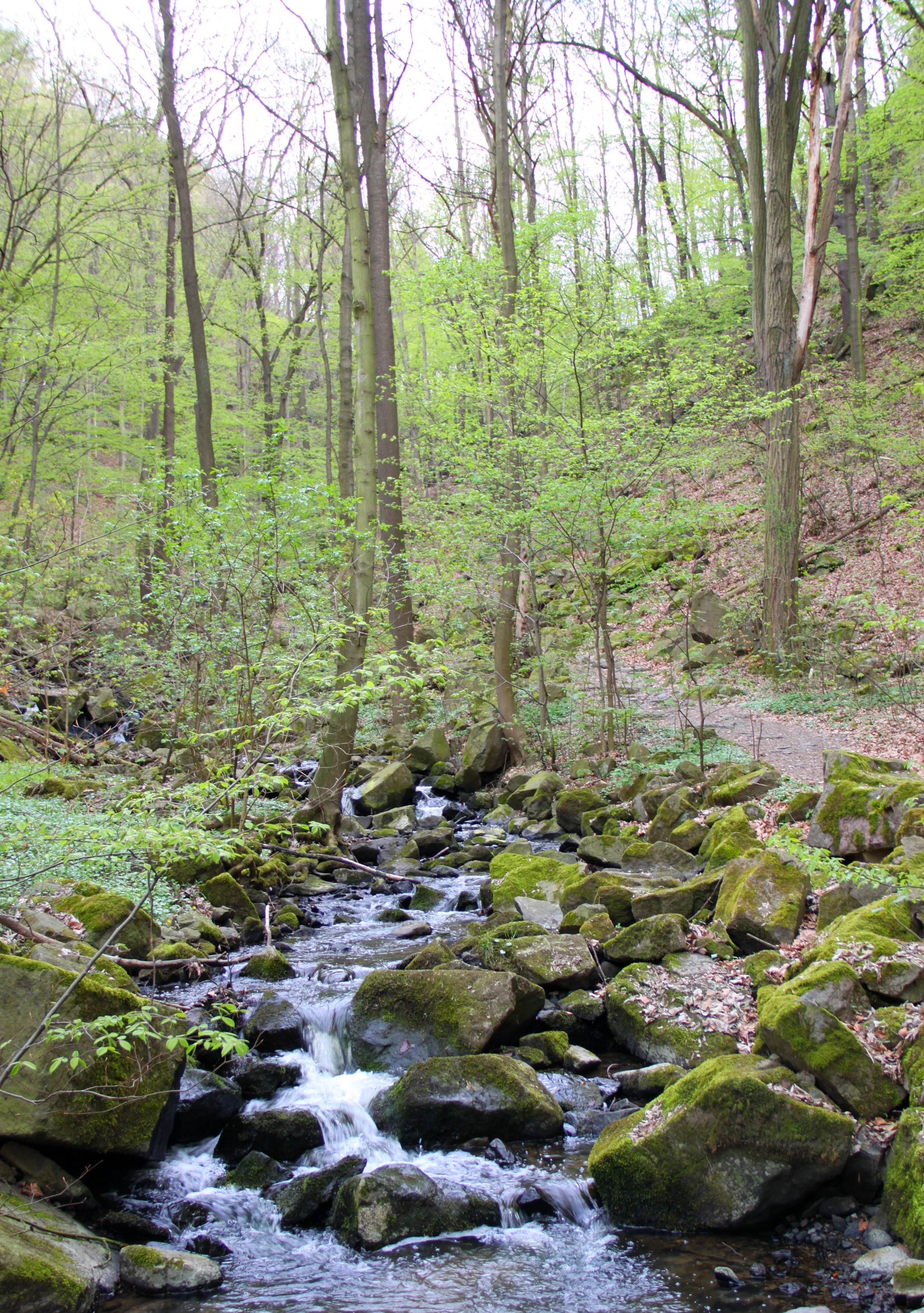 A babbling stream flows over large, moss-covered boulders in a lush, green deciduous forest, with a gentle slope and trees rising in the background.