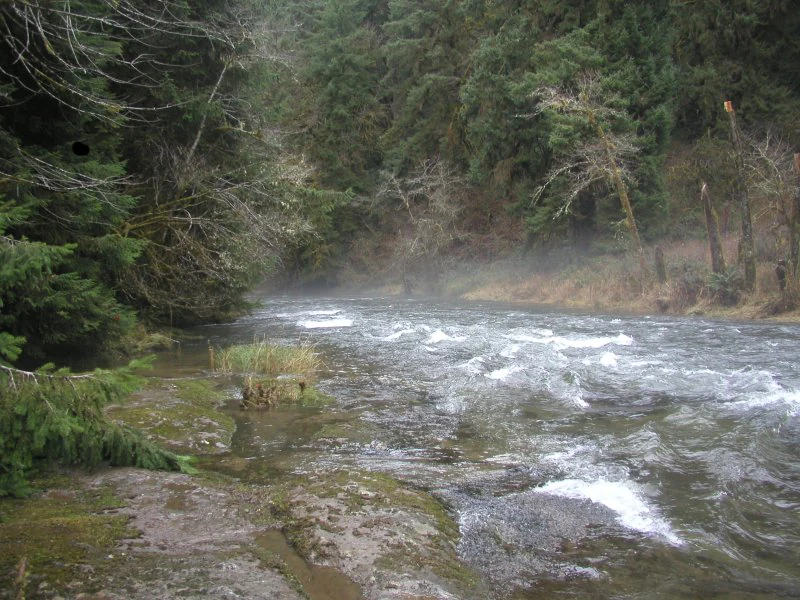 A view of a fast-moving, misty river flowing through a lush, green forest with mossy rocks and coniferous trees.