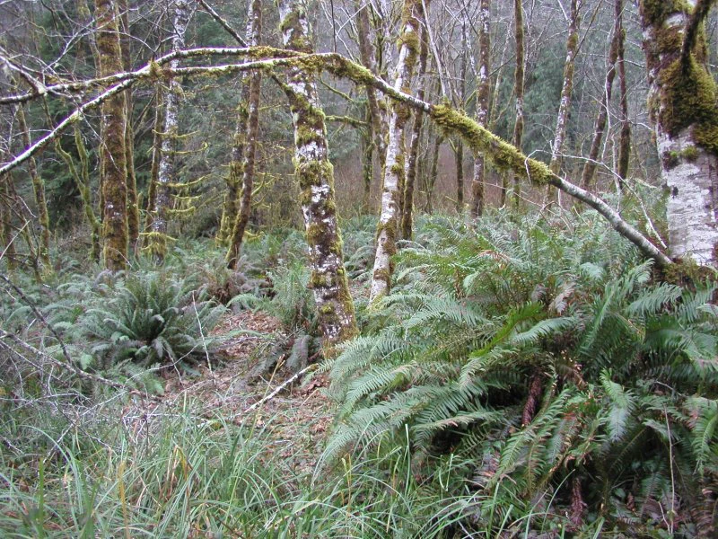 A dense forest understory in the Pacific Northwest, with vibrant green sword ferns carpeting the ground around moss-covered red alder tree trunks.