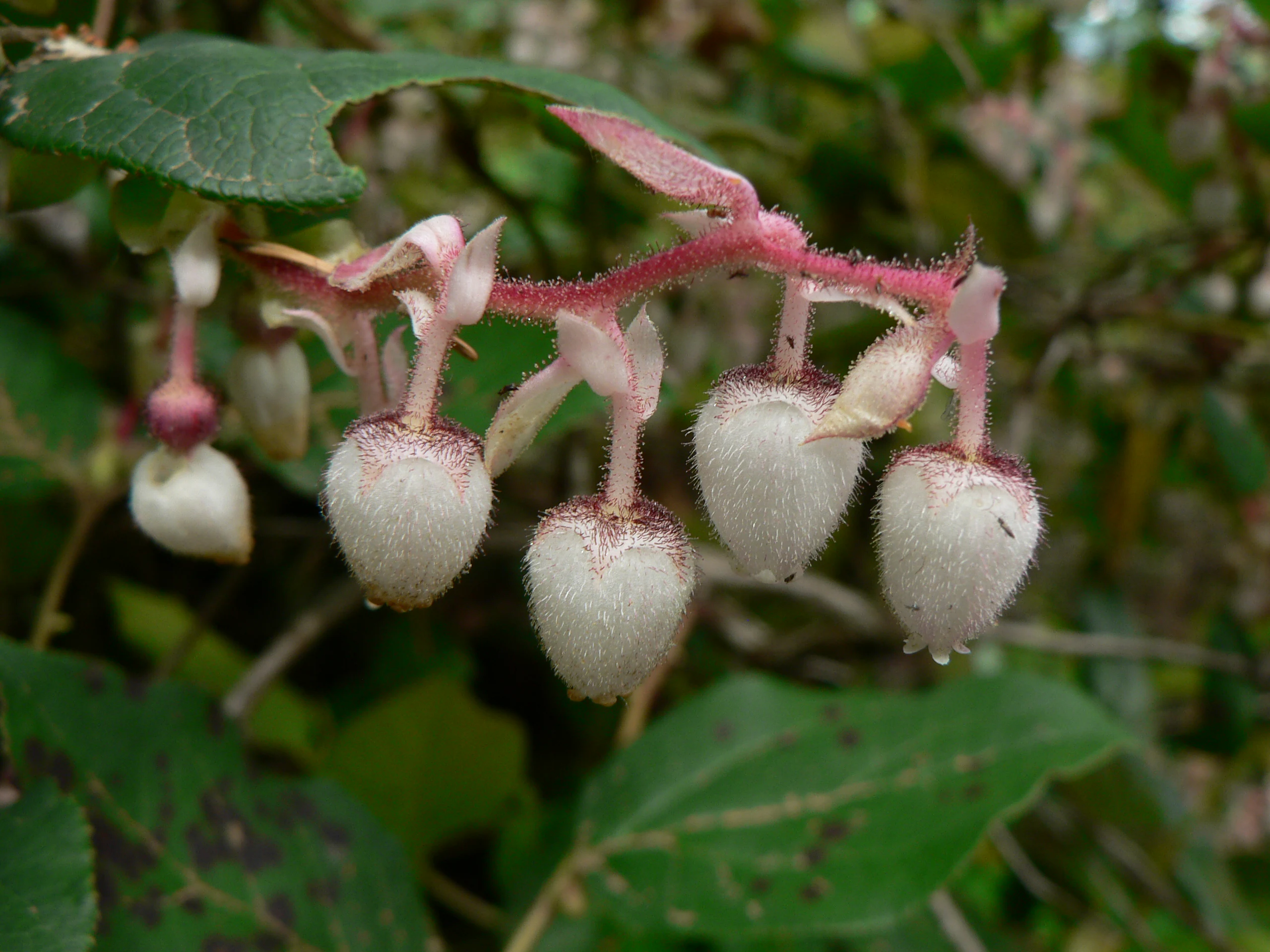 A close-up view of a cluster of fuzzy, bell-shaped, white-to-pinkish Salal flowers hanging from reddish stems among green foliage.