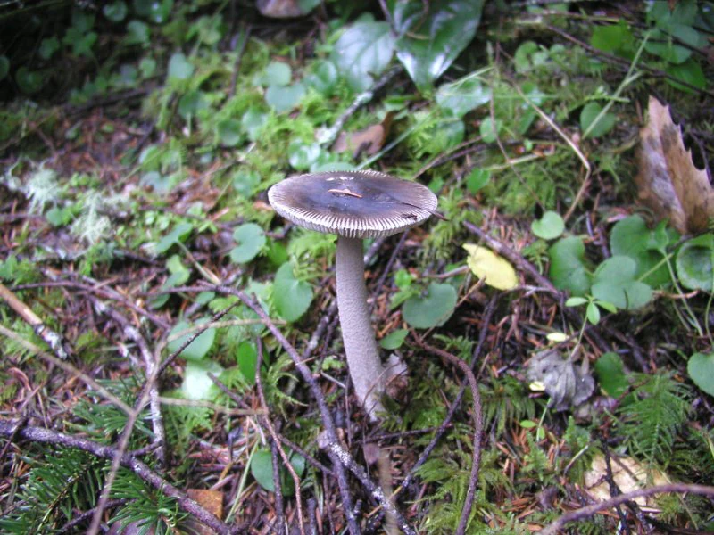 A close up view of a small greyish brown mushroom growing from damp, mossy ground covered in twigs and leaves.