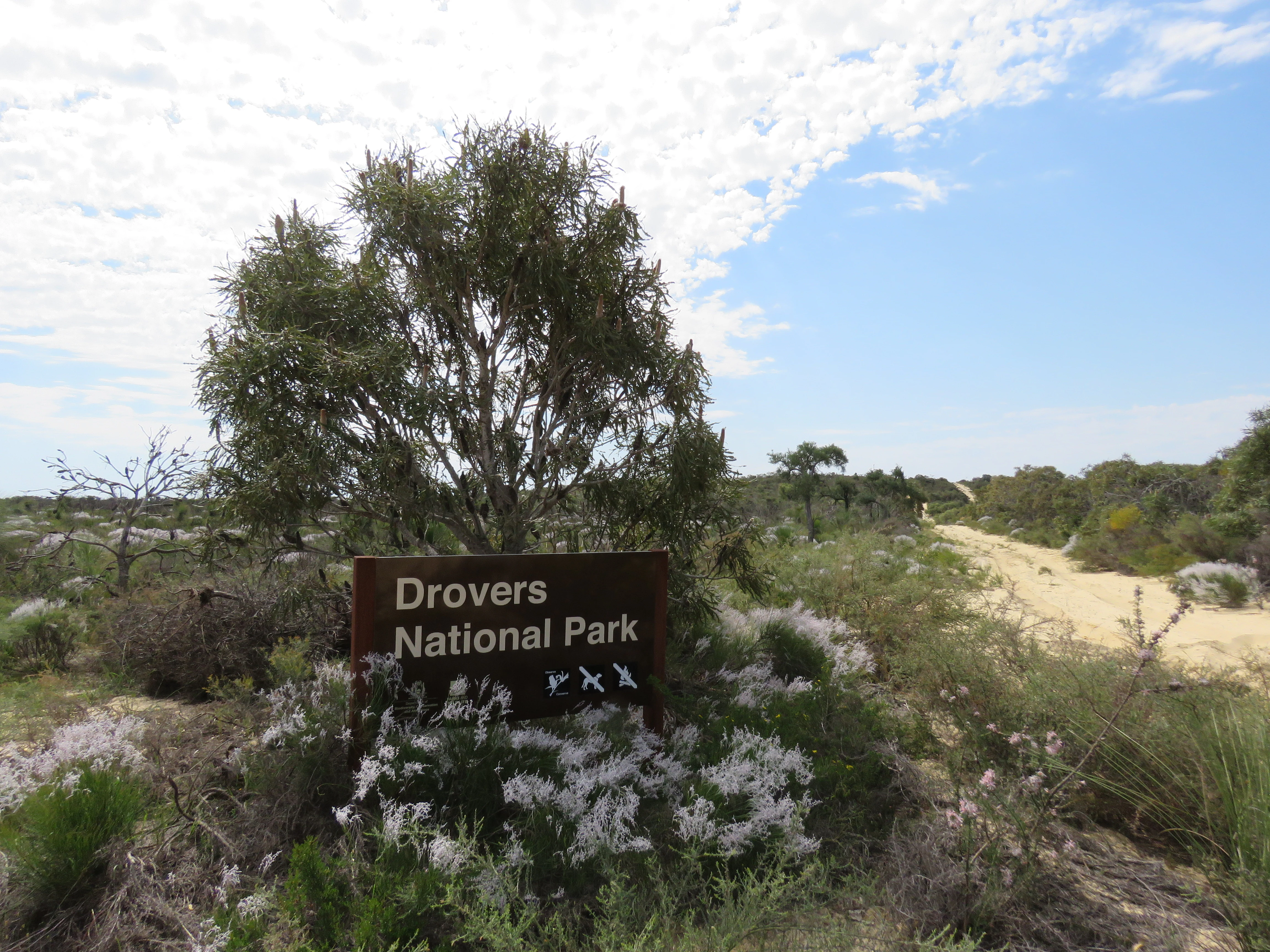 Brown sign reading 'Drovers Cave National Park' surrounded by white flowers and green vegetation with a dirt road and tree in the background