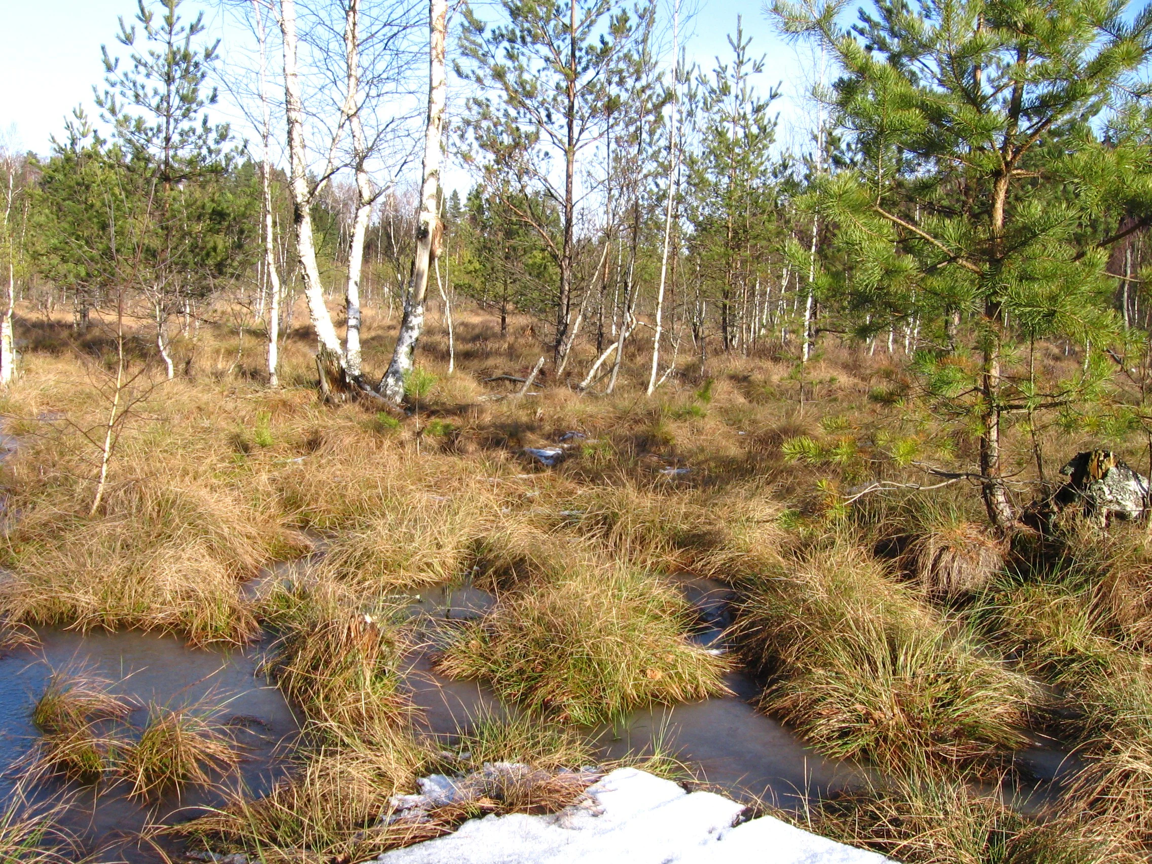 A wetland landscape with patches of brown grass, standing water, and scattered birch and pine trees under a clear sky.