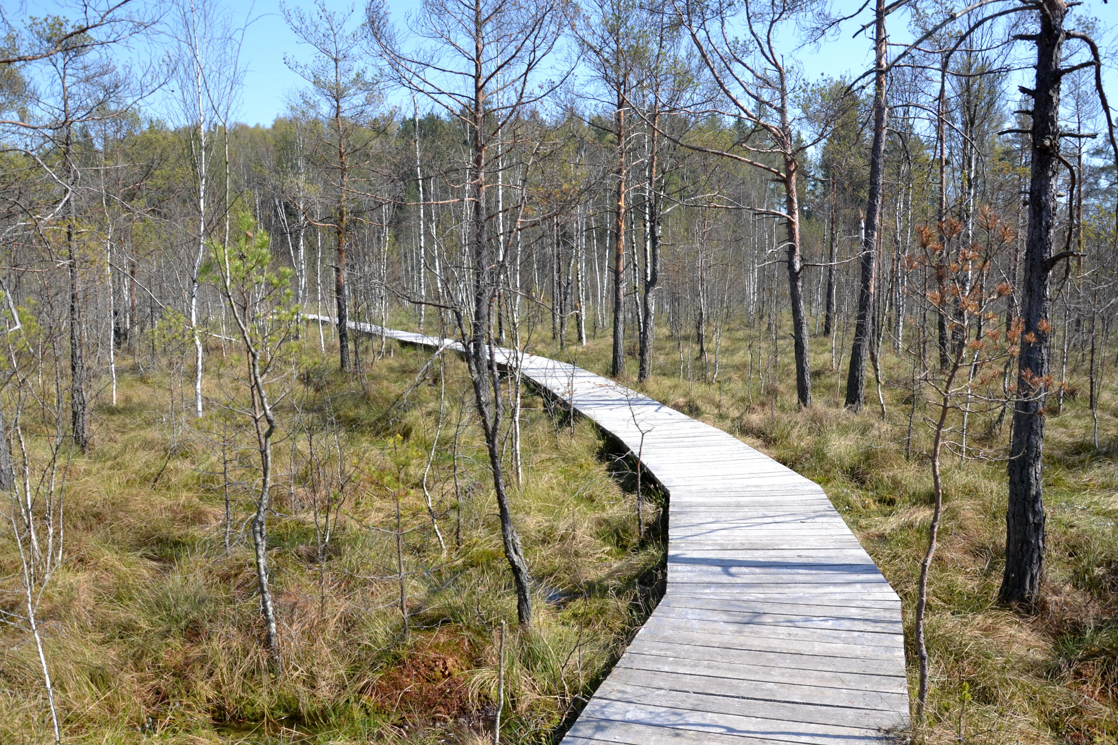 A raised wooden boardwalk trail curving through a sparse forest with swampy ground covered in grasses.