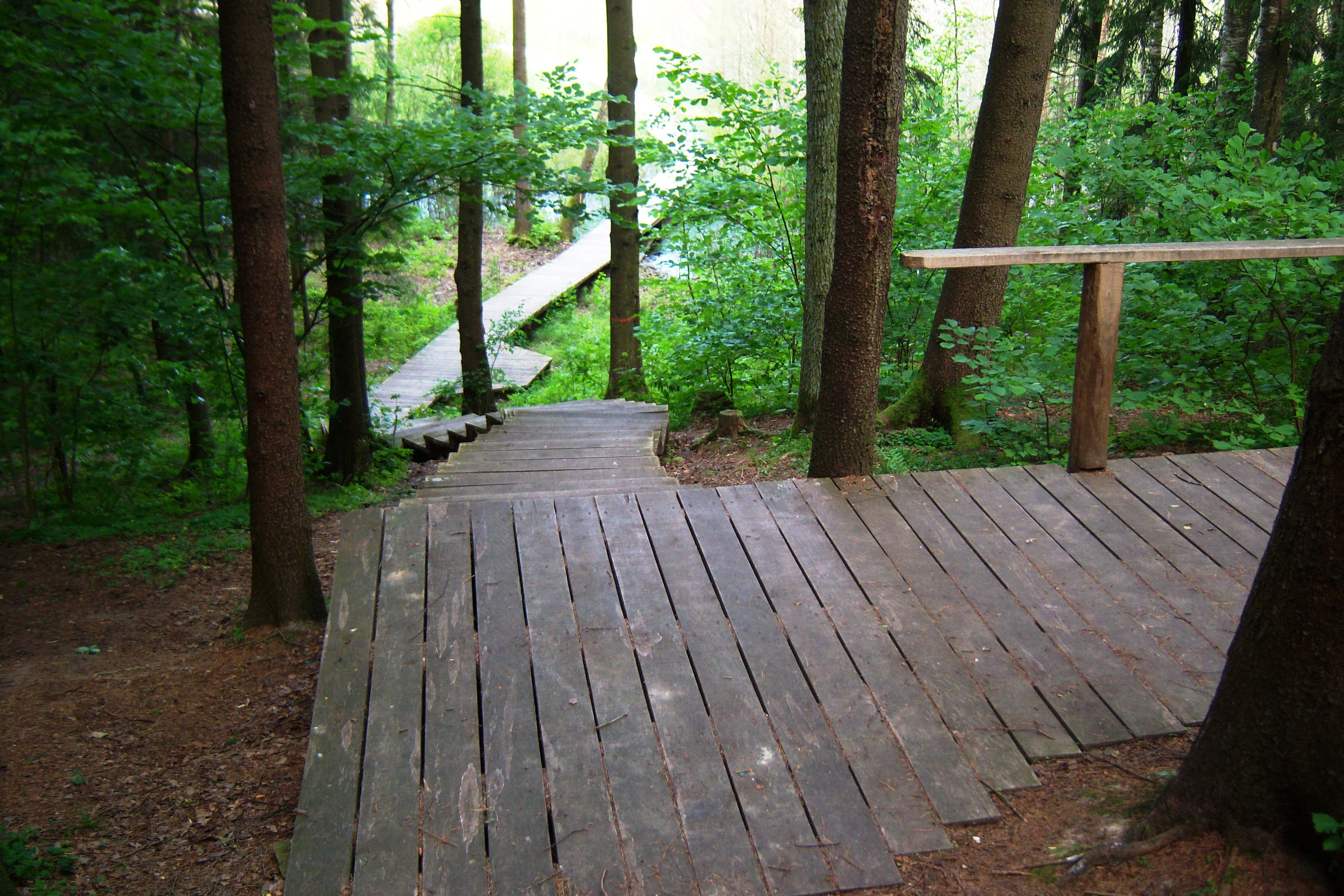A wooden boardwalk trail descends into a dense green forest, with a wooden handrail on the right side.