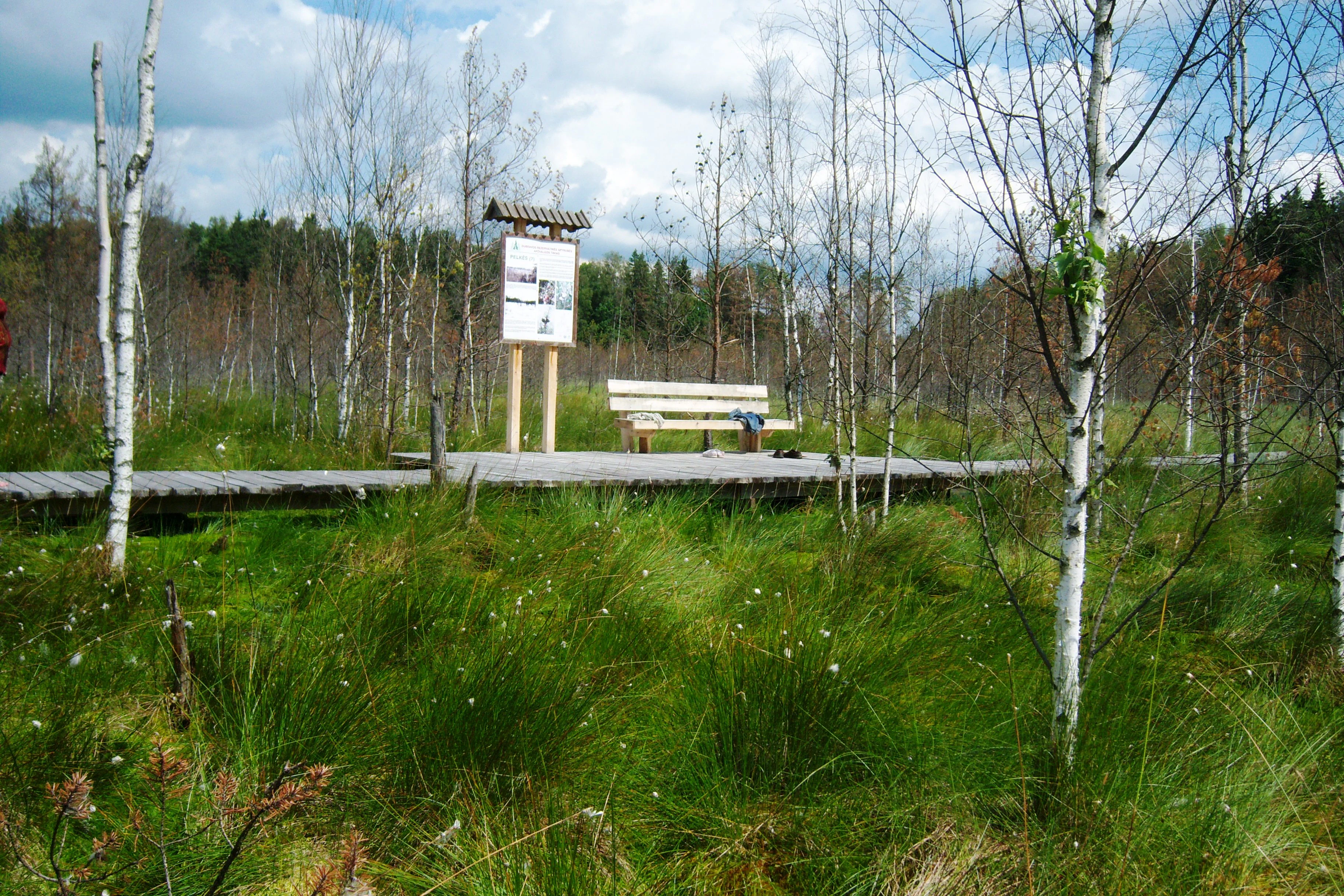 A raised wooden boardwalk crosses through a grassy wetland area with young birch trees, featuring a wooden bench and an information sign.