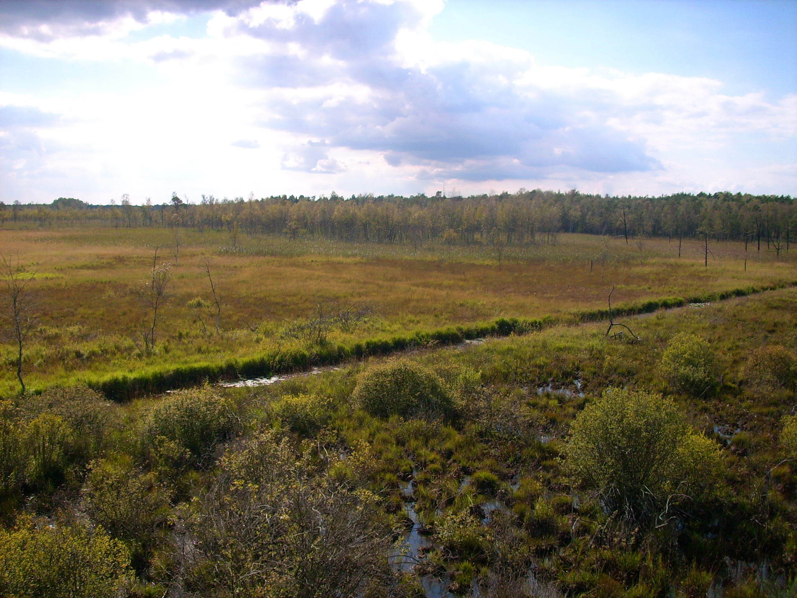 An elevated, wide-angle view of the Dubringer Moor peatland landscape showing patches of shrubs, grasses, and small drainage channels beneath a cloudy sky.