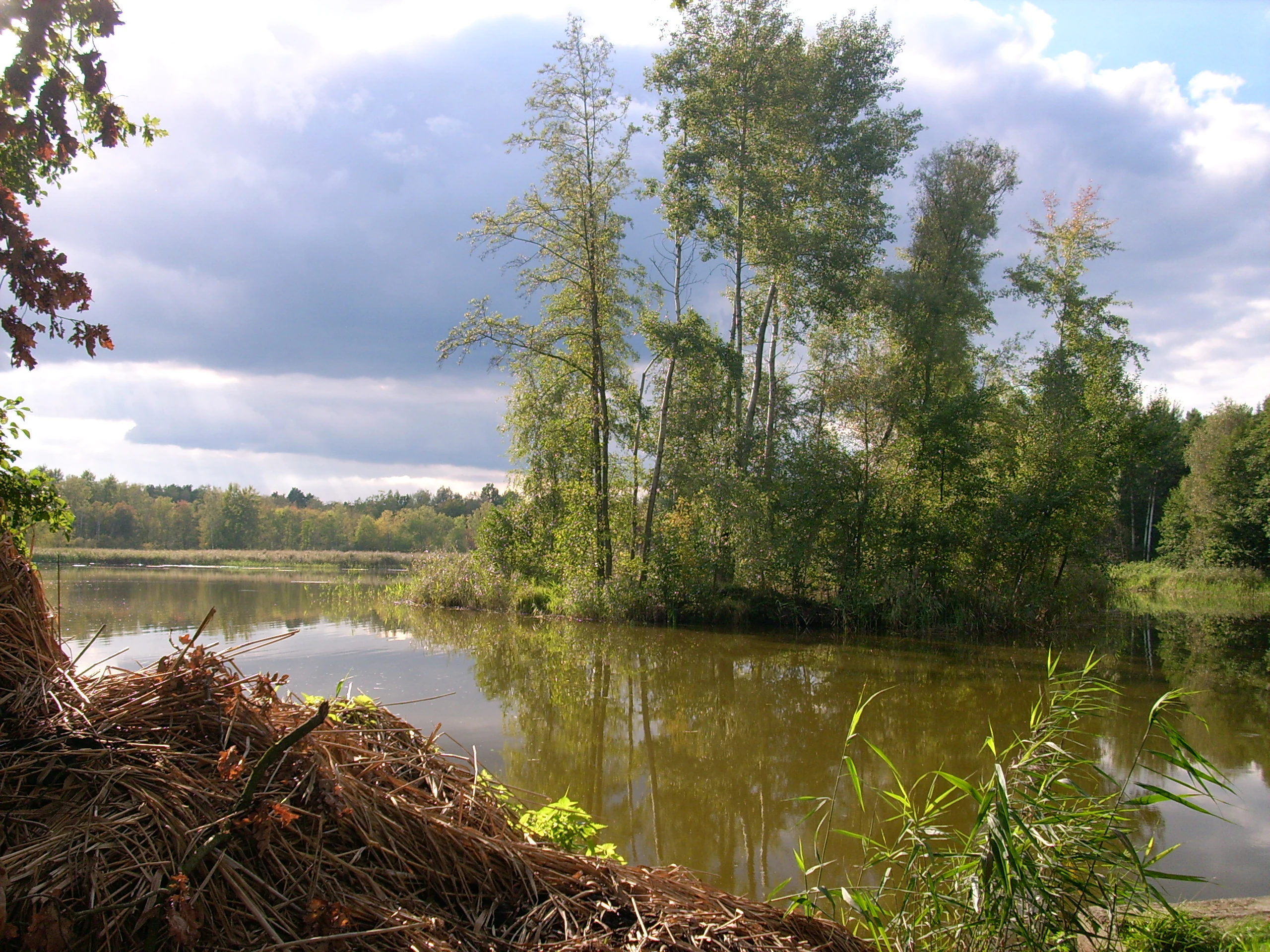 A calm, reflective pond with a small, tree-covered island in the center, surrounded by forest and wetland vegetation under a cloudy sky.