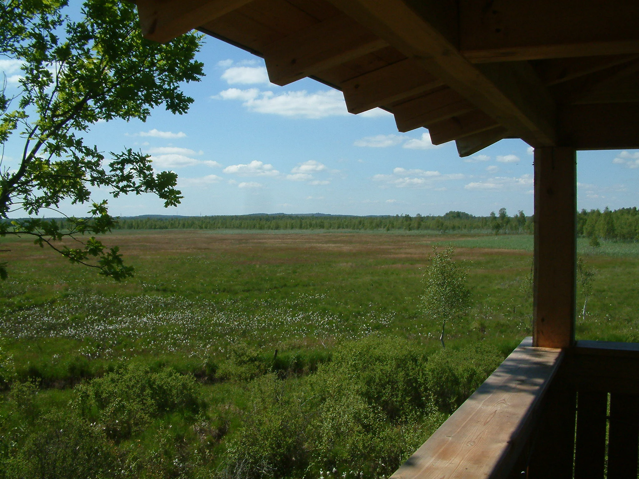 A wide view of a green, open peatland meadow seen from under the wooden roof of an observation deck, with white cotton grass visible in the foreground.