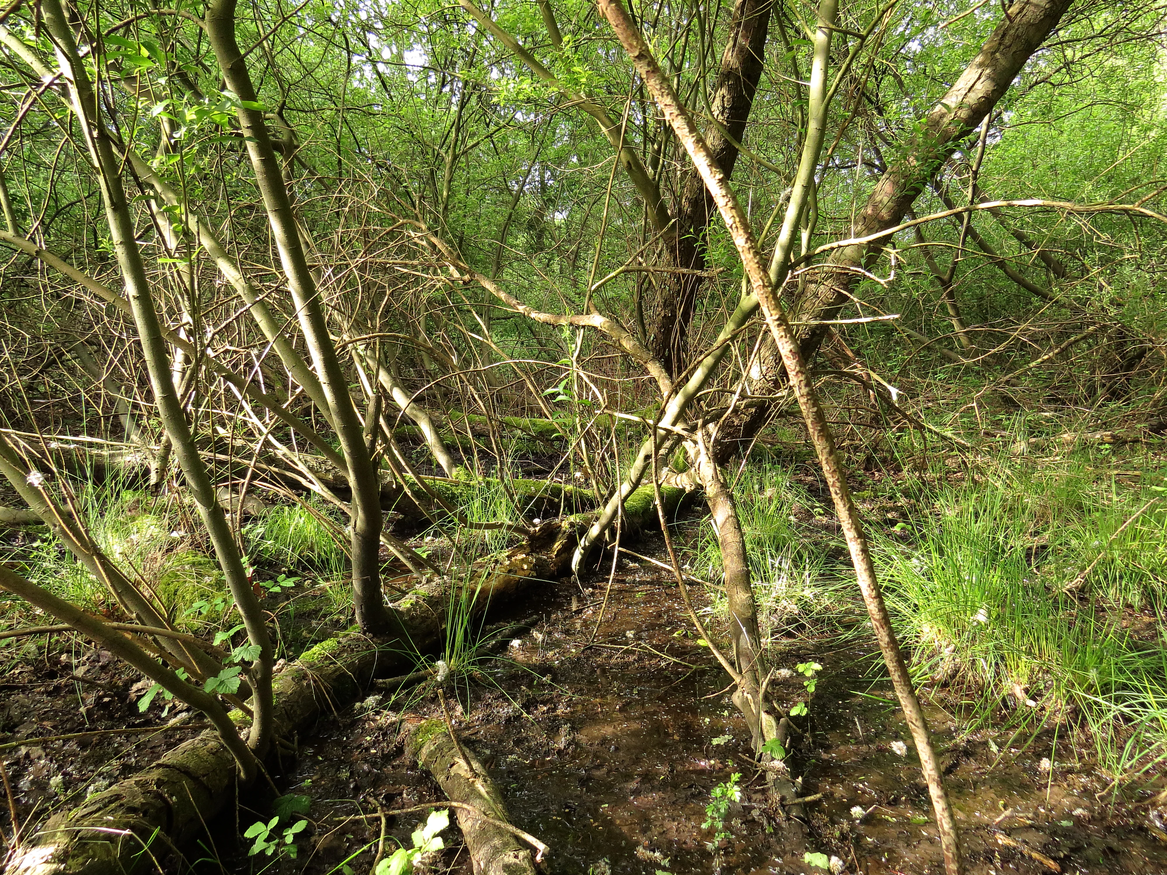 Dense forest undergrowth in the Düllhamm nature reserve with mossy fallen logs, patches of green grass, and wet muddy ground.