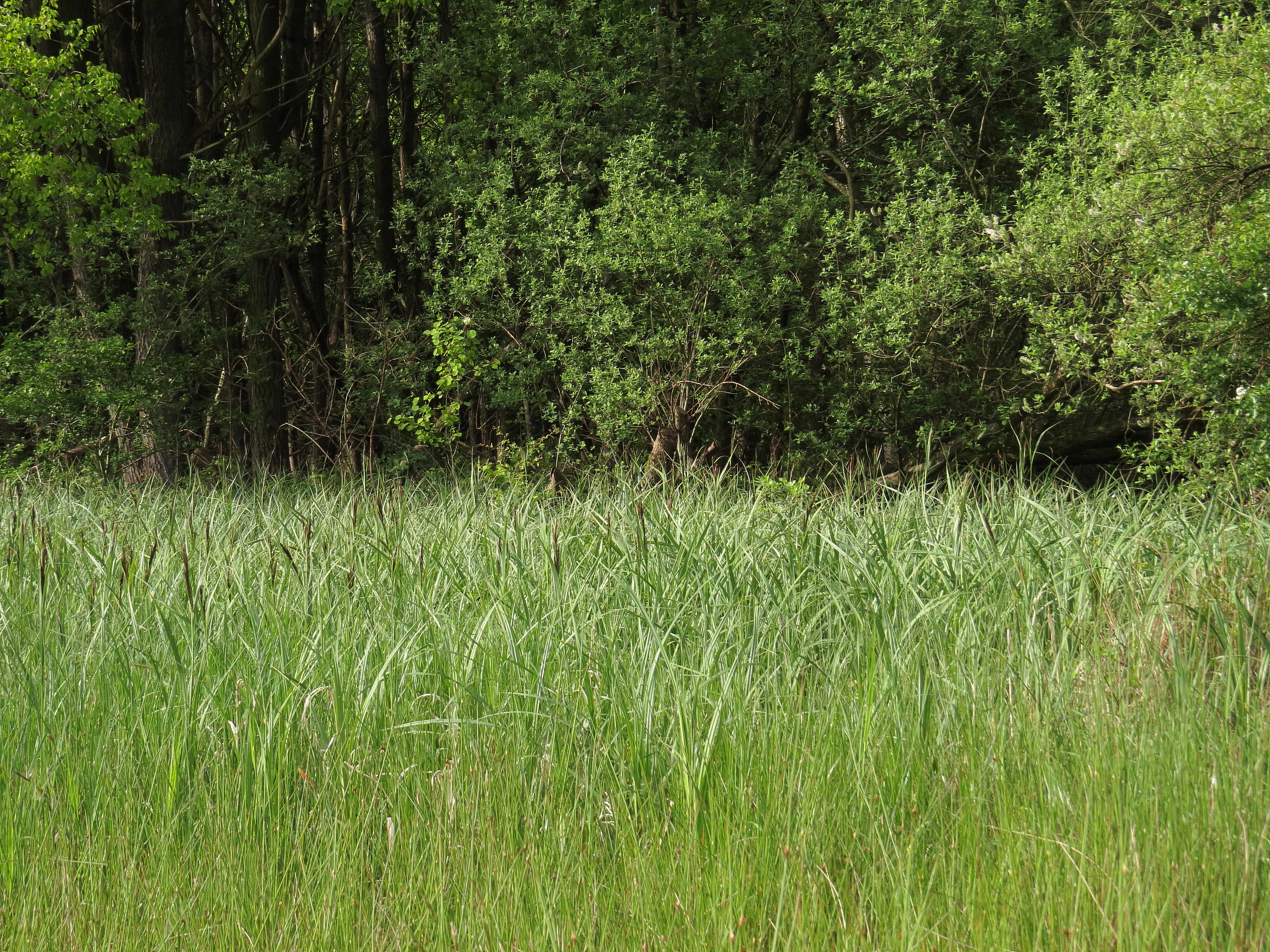 A wide, green sedge meadow in the foreground leading to a dense wall of trees and shrubs in the background.