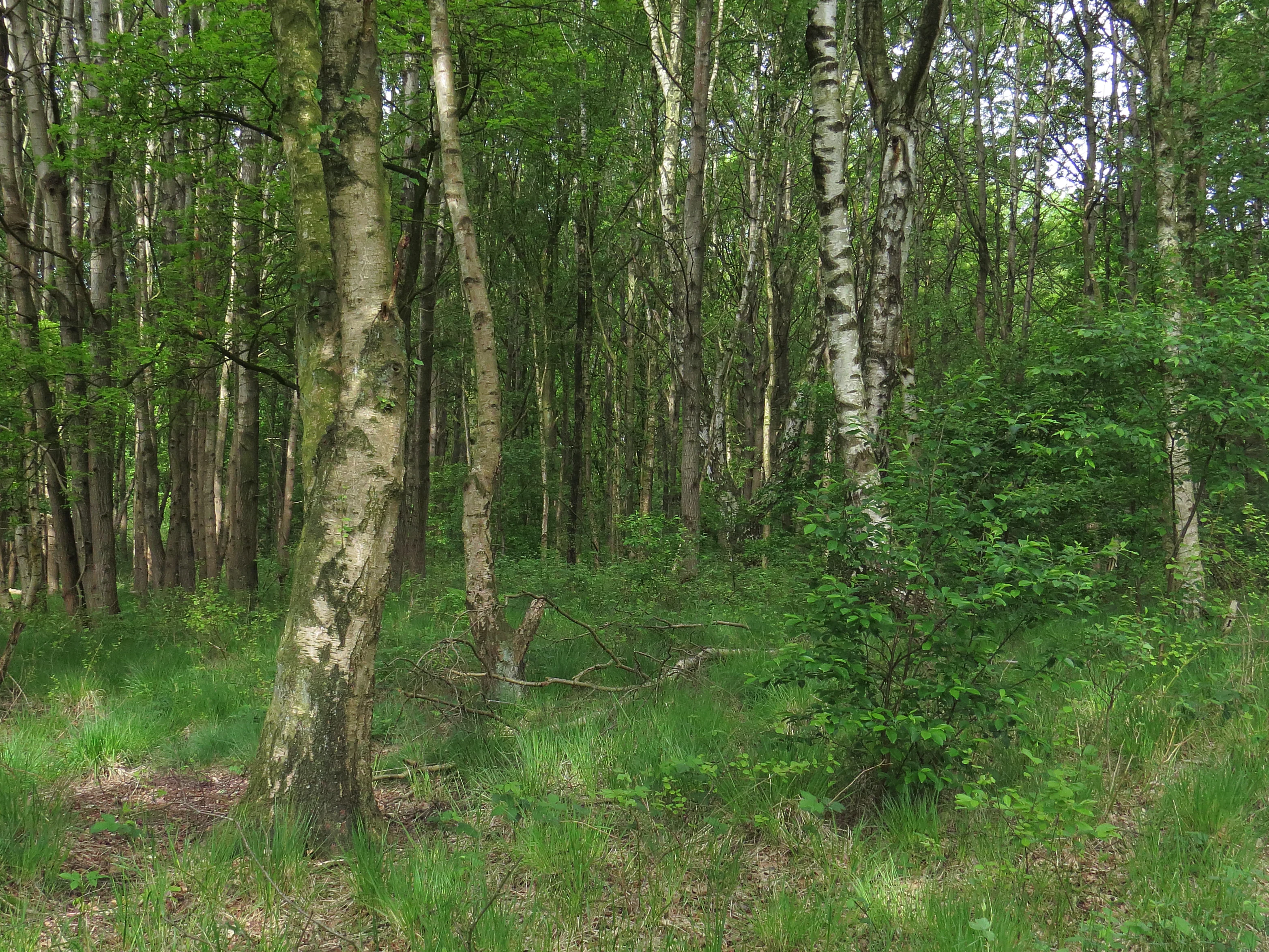 A dense patch of birch and oak trees in a forest setting with a grassy understory.