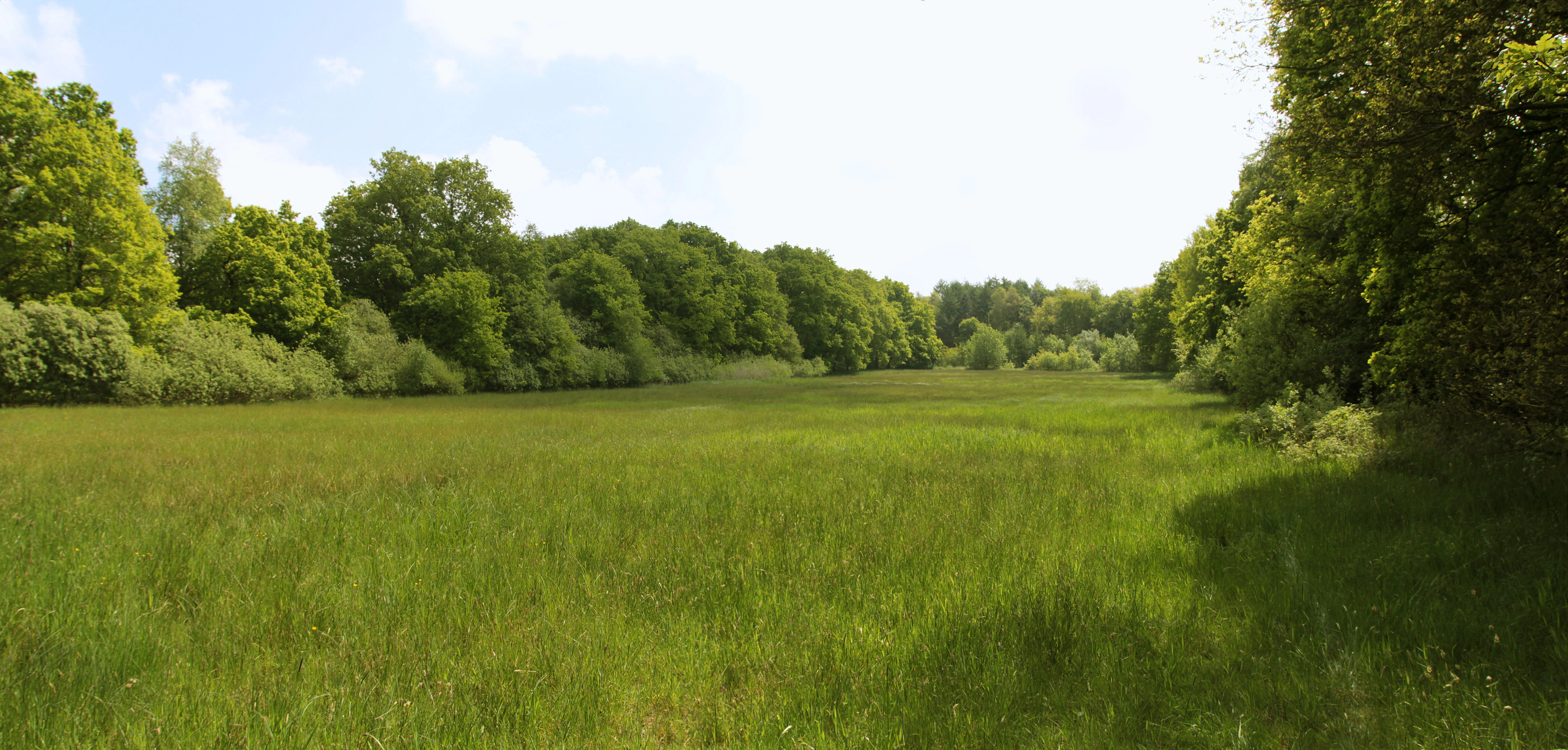 A wide, horizontal view of a lush green meadow surrounded by dense trees under a bright sky.