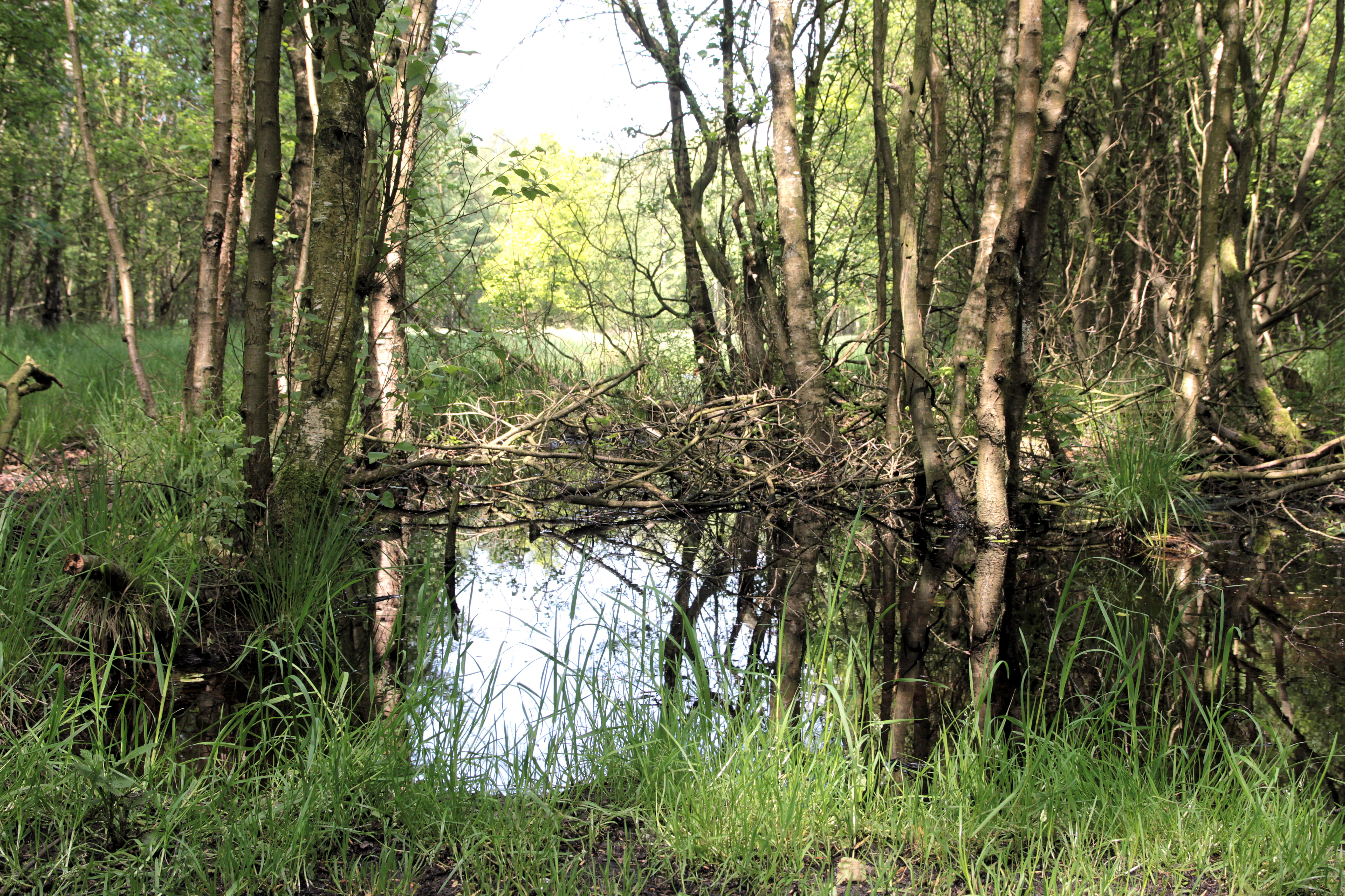 A small pool of water surrounded by deciduous trees and tall grass in a boggy forest setting.