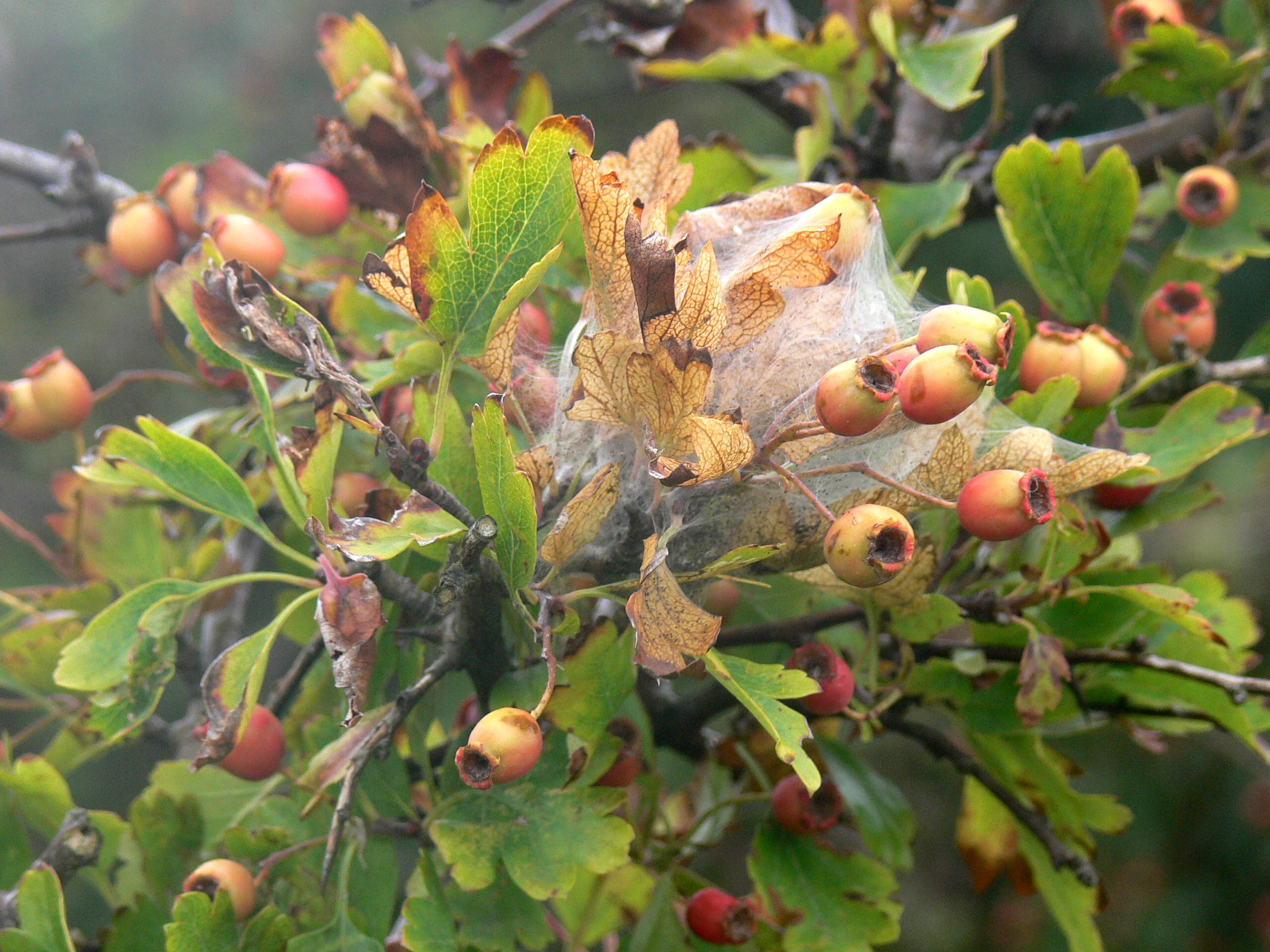 Close-up of sea buckthorn plant with red berries and green leaves showing a large web-like cocoon structure