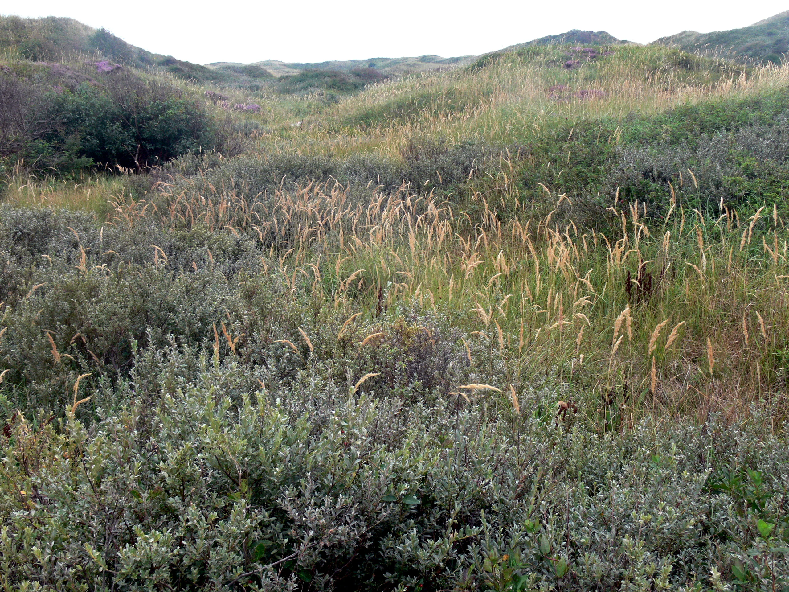 Tall grasses and low shrubs on sandy dunes with rolling hills in the background