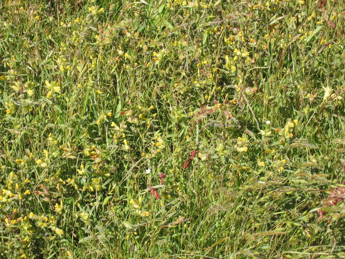 Tall grasses and wildflowers in a dense meadow