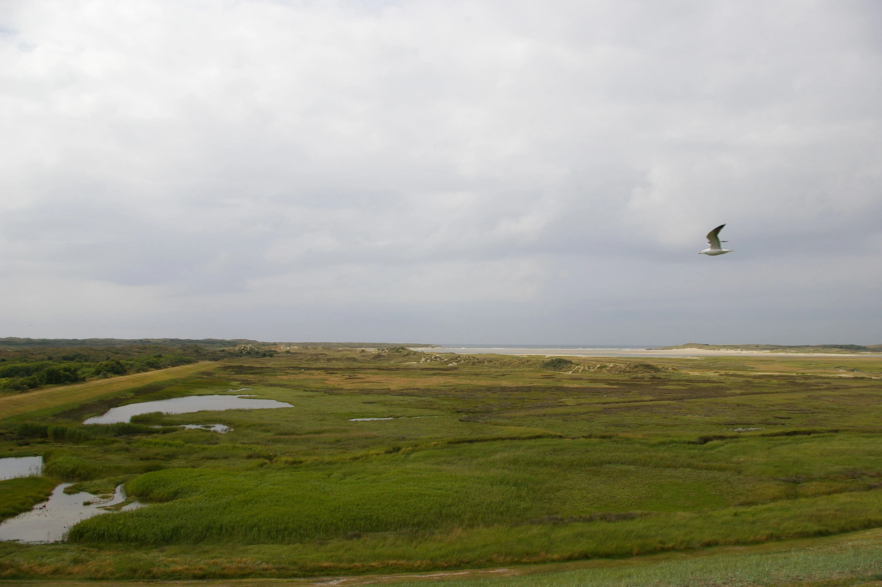 Wide landscape view of wetlands with water patches, grassy areas, and a bird flying under an overcast sky
