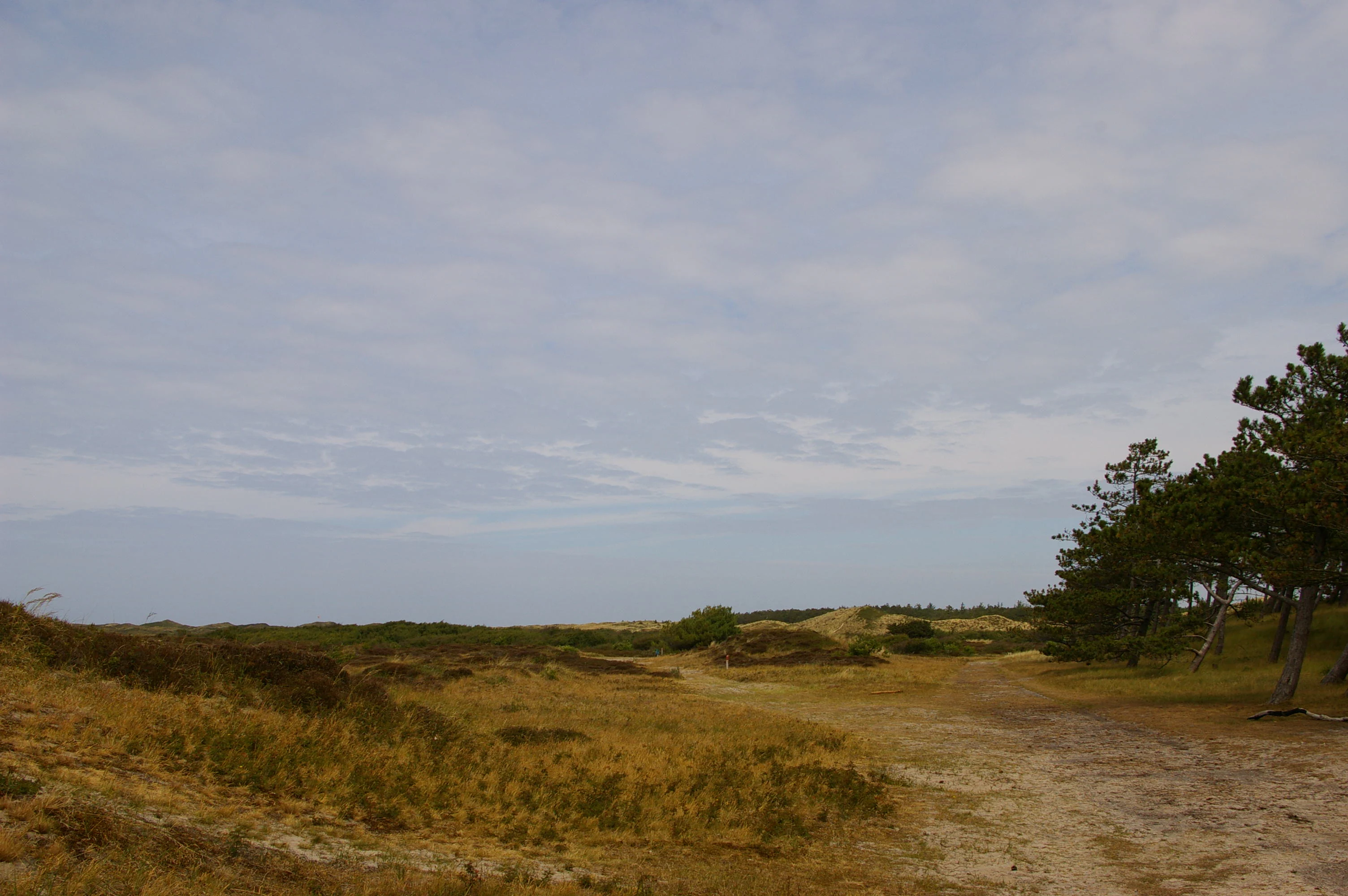 Dune landscape with sandy paths, sparse vegetation, and scattered trees under a partly cloudy sky