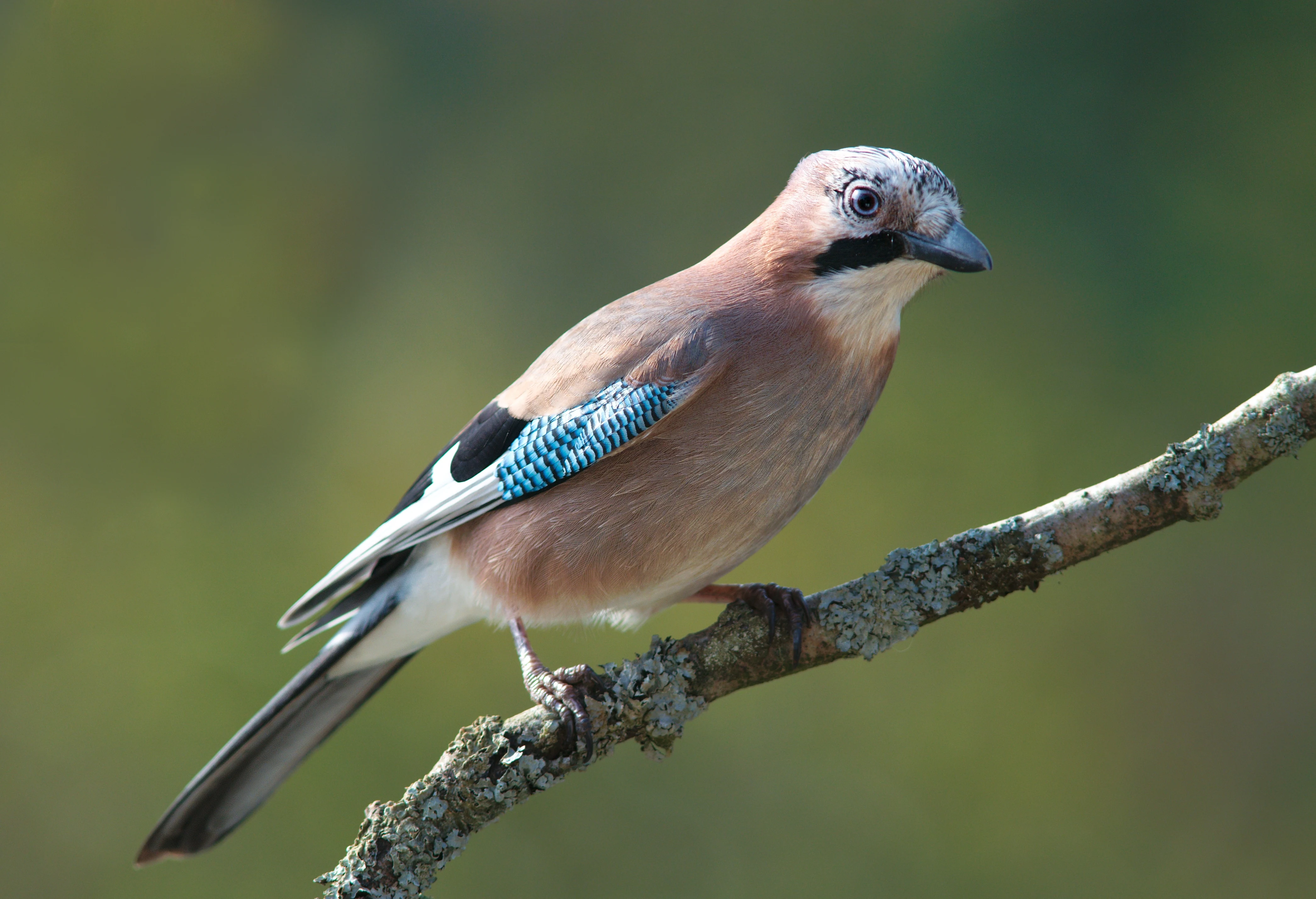 Eurasian Jay bird with brown body, blue wing patch, and black facial stripe perched on a moss-covered branch