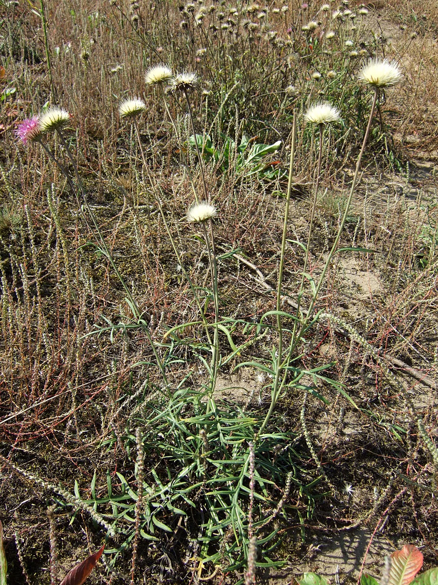 A group of Jurinea cyanoides plants with pale flower heads standing in dry sandy grassland.
