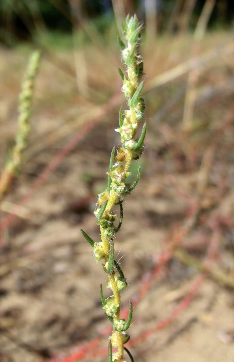 A close up vertical shot of a Woolly-flower bassia plant with small green leaves and flowers, set against a blurred sandy background.
