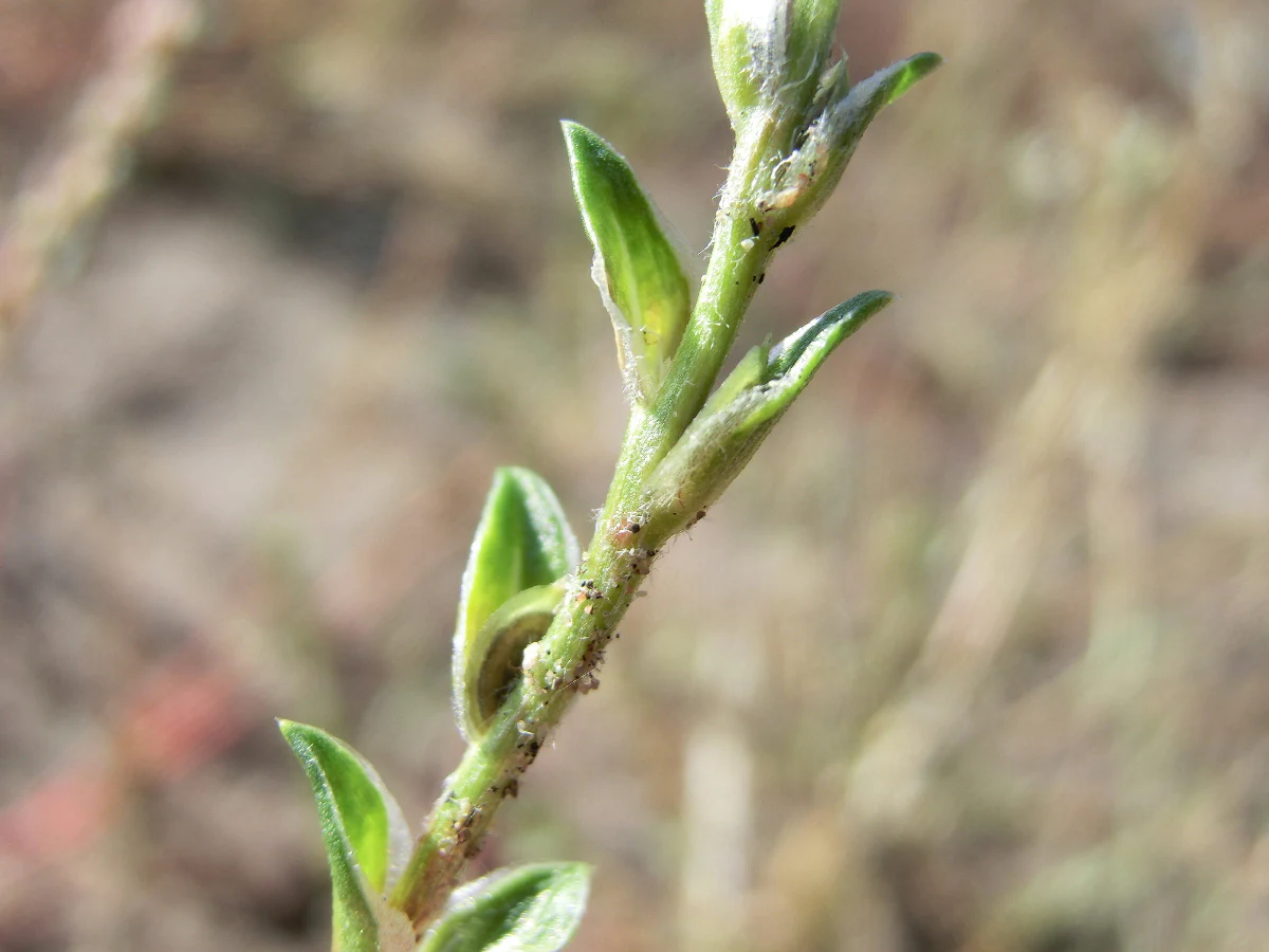 A close-up vertical photograph of a green herbaceous plant stalk with pointed leaves, showing fine textures on the stem against a soft, out-of-focus background.