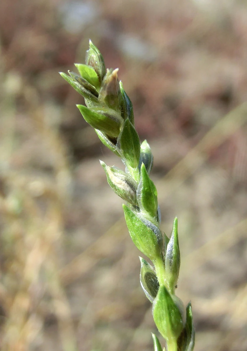 Macro photograph of a green flowering stalk of a Corispermum leptopterum plant against a blurred, out-of-focus sandy background.