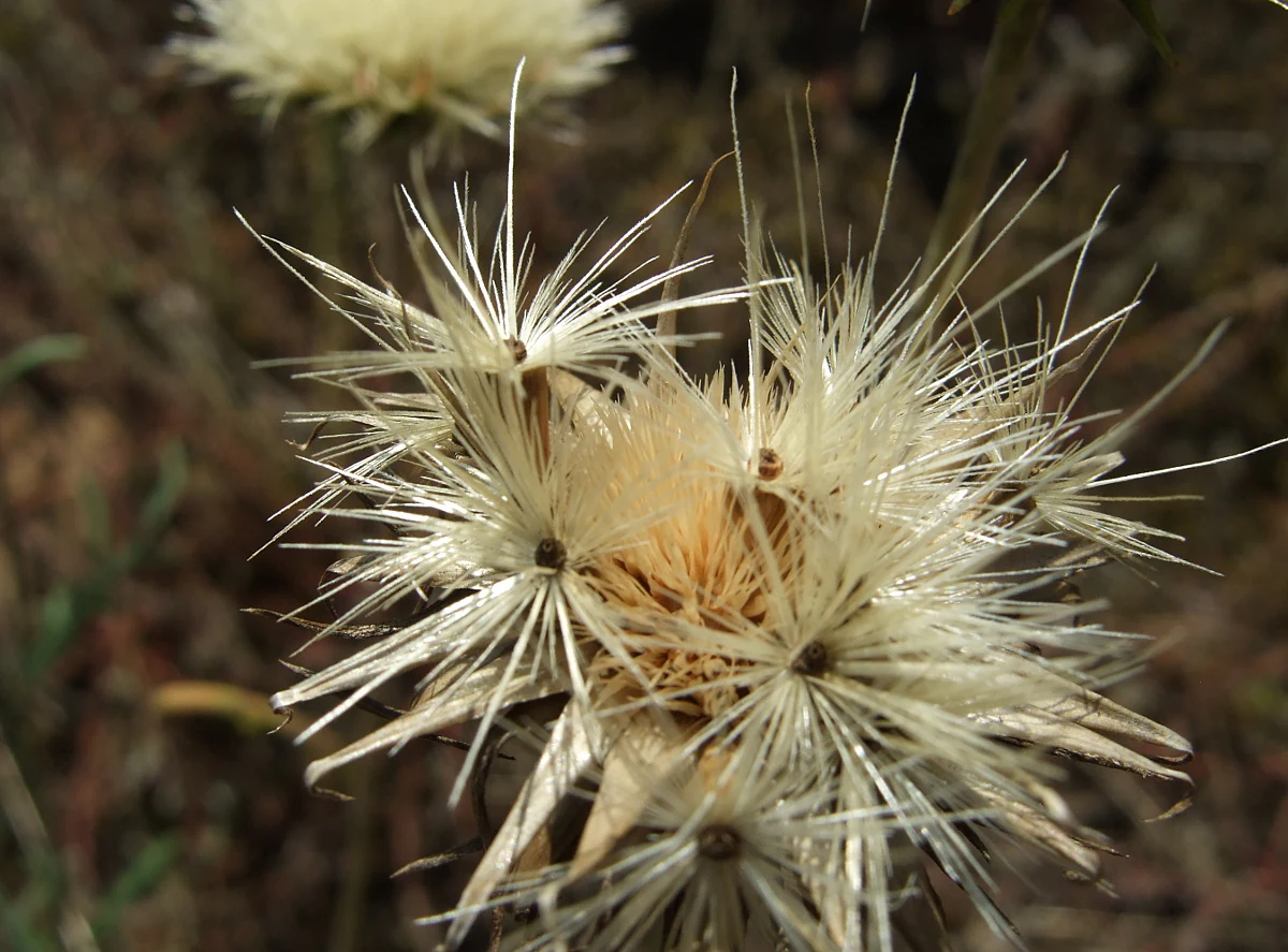 Close up of the seed head of a Jurinea cyanoides plant with spiky, white pappus attached to seeds.