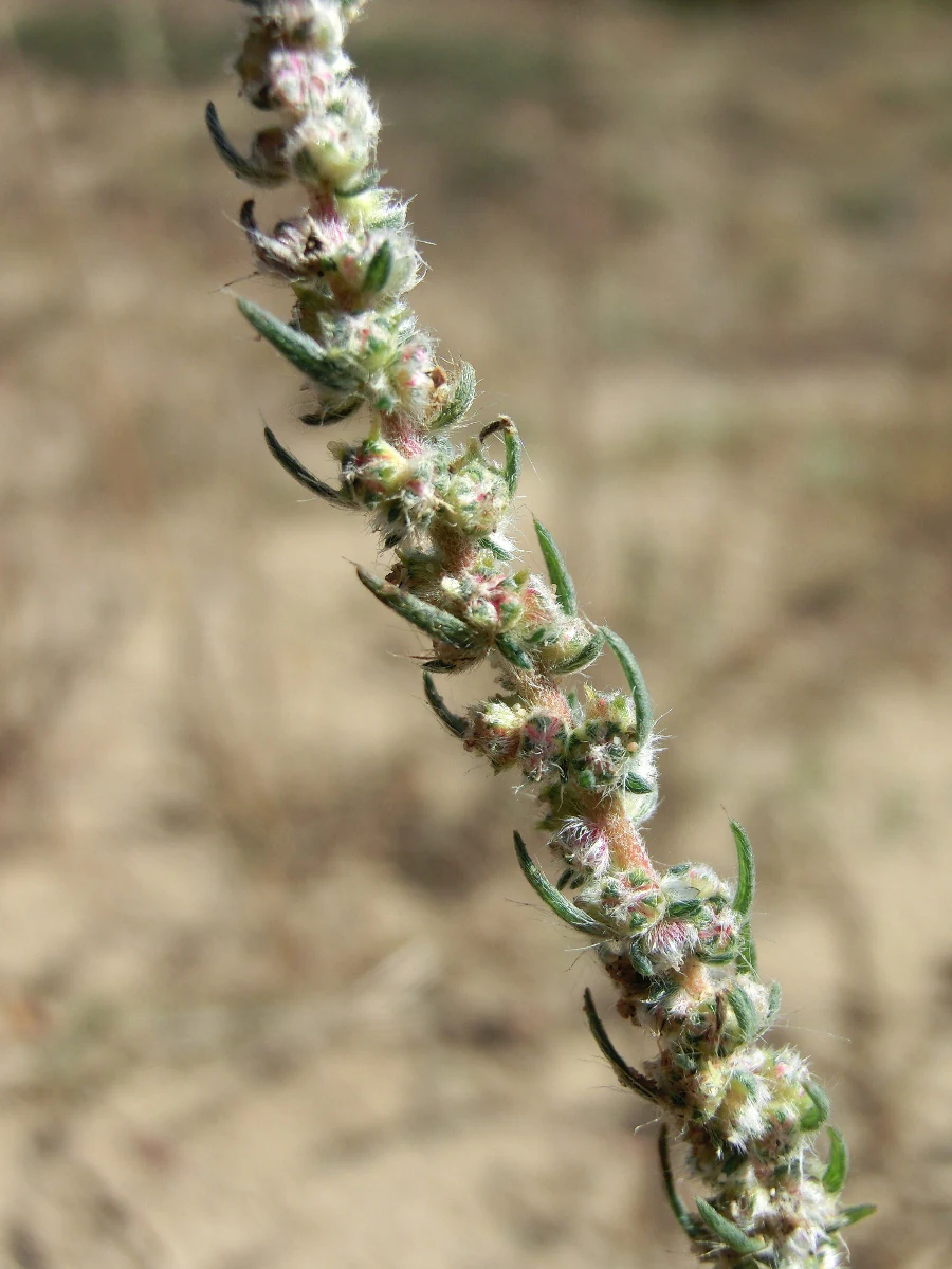 A close-up vertical shot of a Bassia laniflora plant stem, showing tiny green leaves, fuzzy textures, and small floral structures.