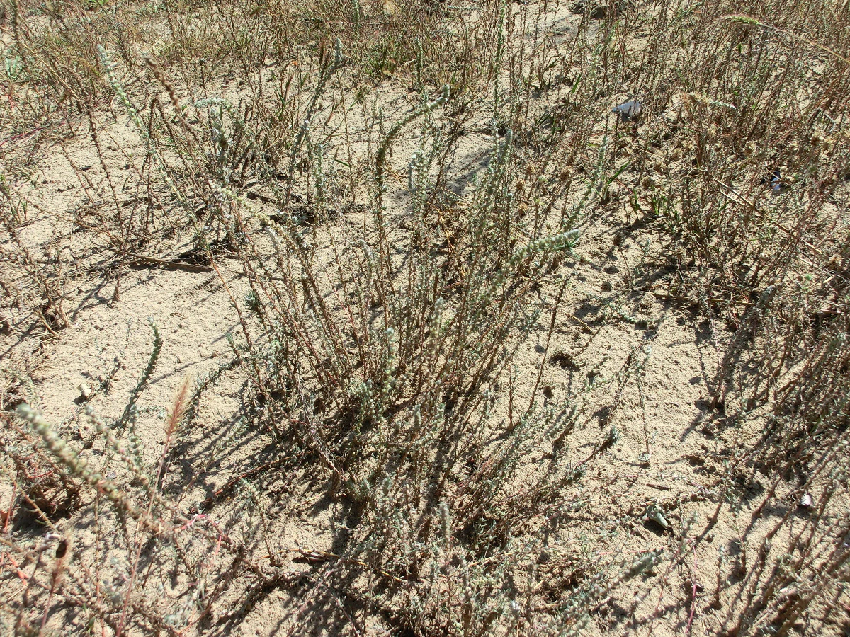 Close up view of thin, dry, greyish-green plant stems growing out of light-colored, sandy ground.