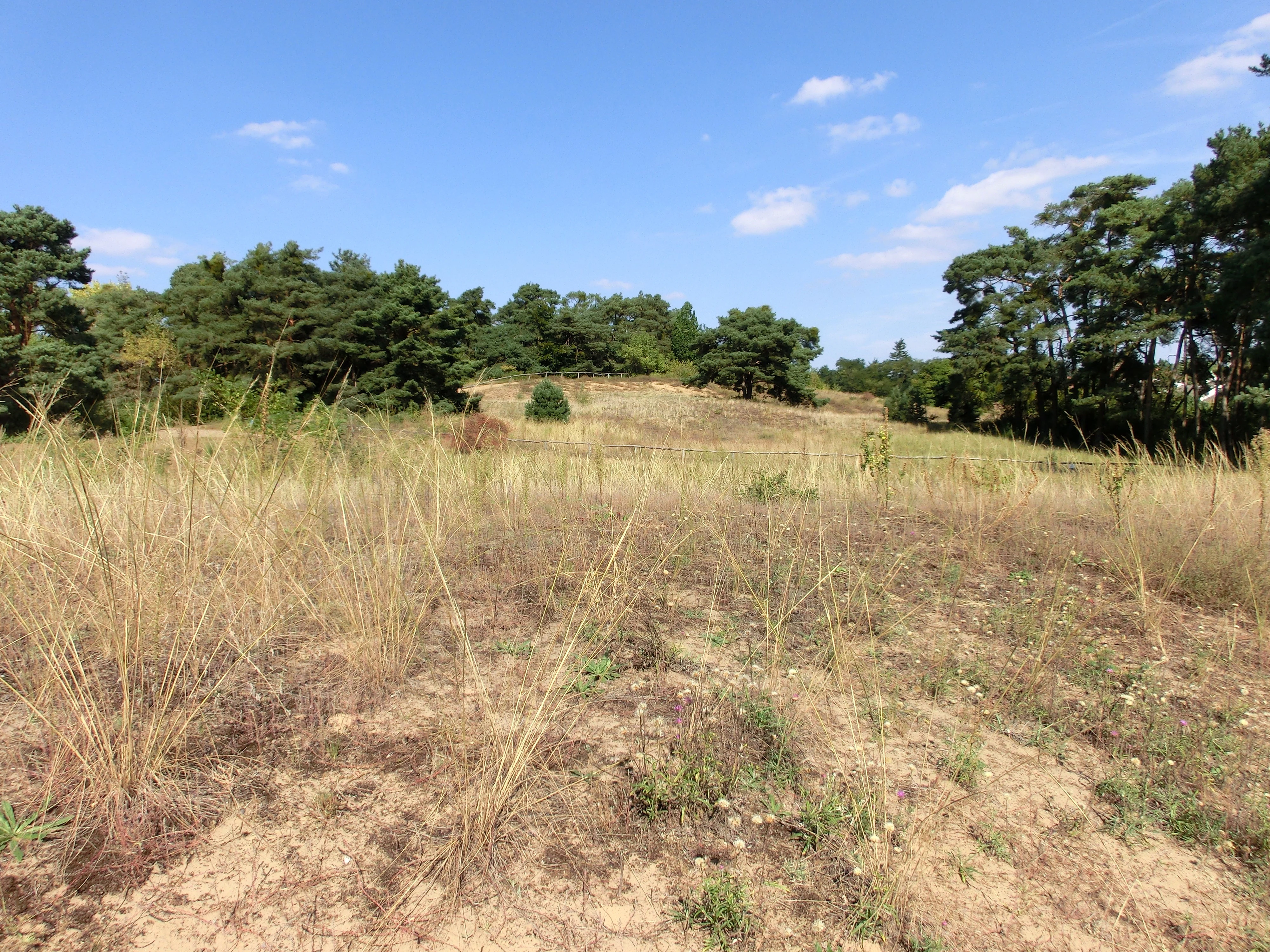 A sunny, dry landscape featuring sparse grassy vegetation and patches of bare sand, bordered by pine trees in the background under a blue sky.