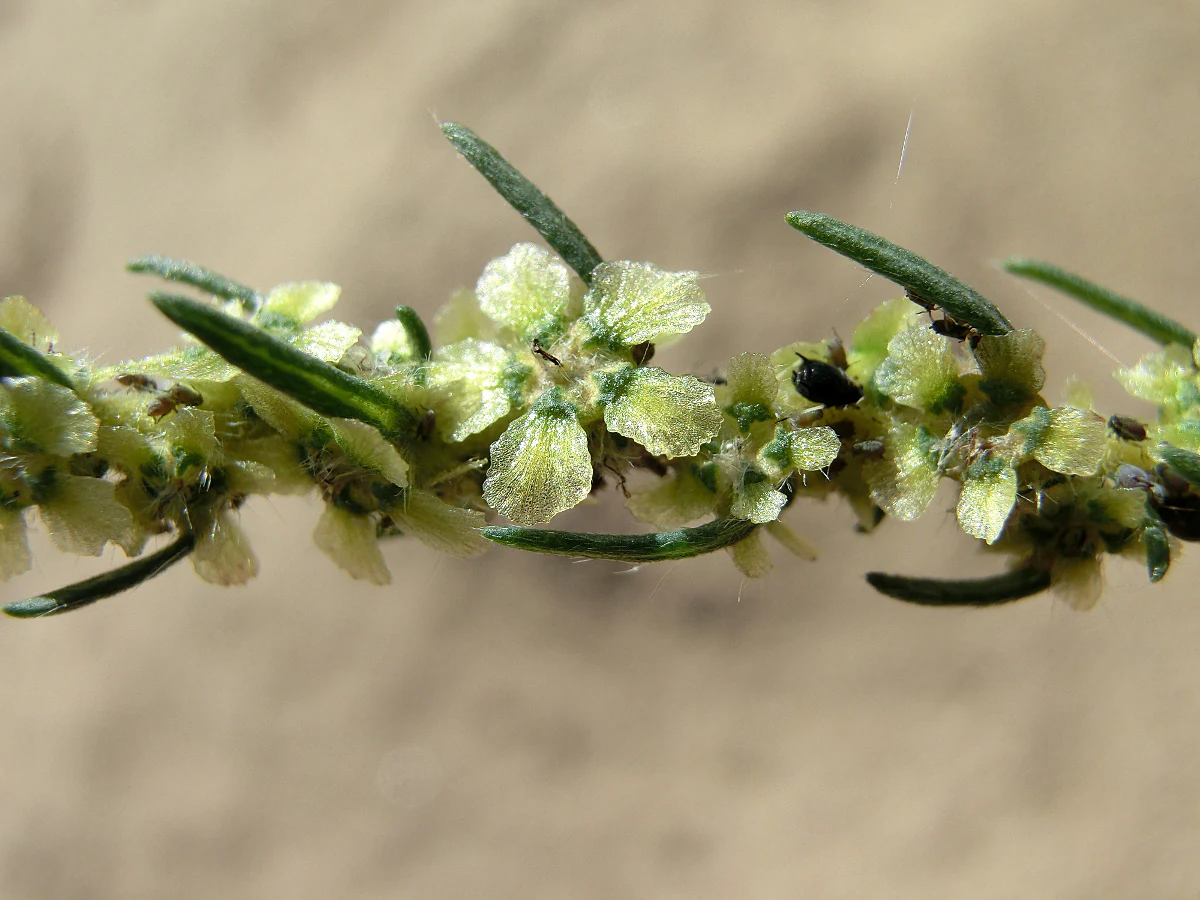 A detailed close-up shot showing the small, pale green, winged fruits of the Bassia laniflora plant against a blurred sandy background.