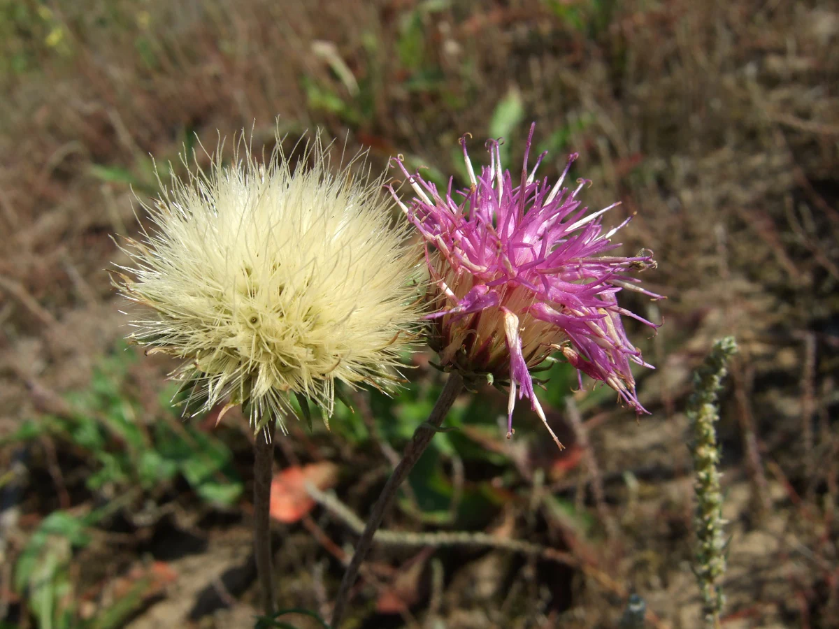 A close-up photograph of two Jurinea cyanoides flower heads growing in a dry sandy environment. On the left is a fluffy, whitish seed head, and on the right is a vibrant purple, thistle-like flower in bloom.