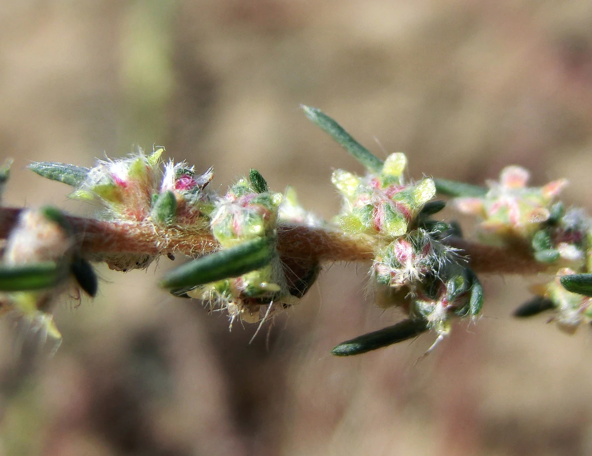 Macro view of a thin, woody plant stem with small, fuzzy, light green and pinkish flowers growing along it.