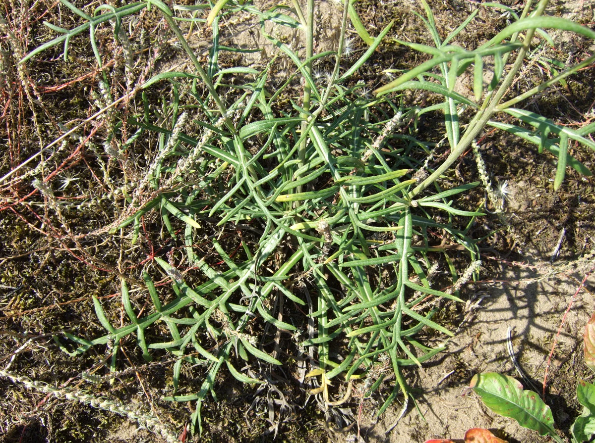 A top-down view of a small green plant with long, thin, deeply lobed leaves growing in sandy soil.